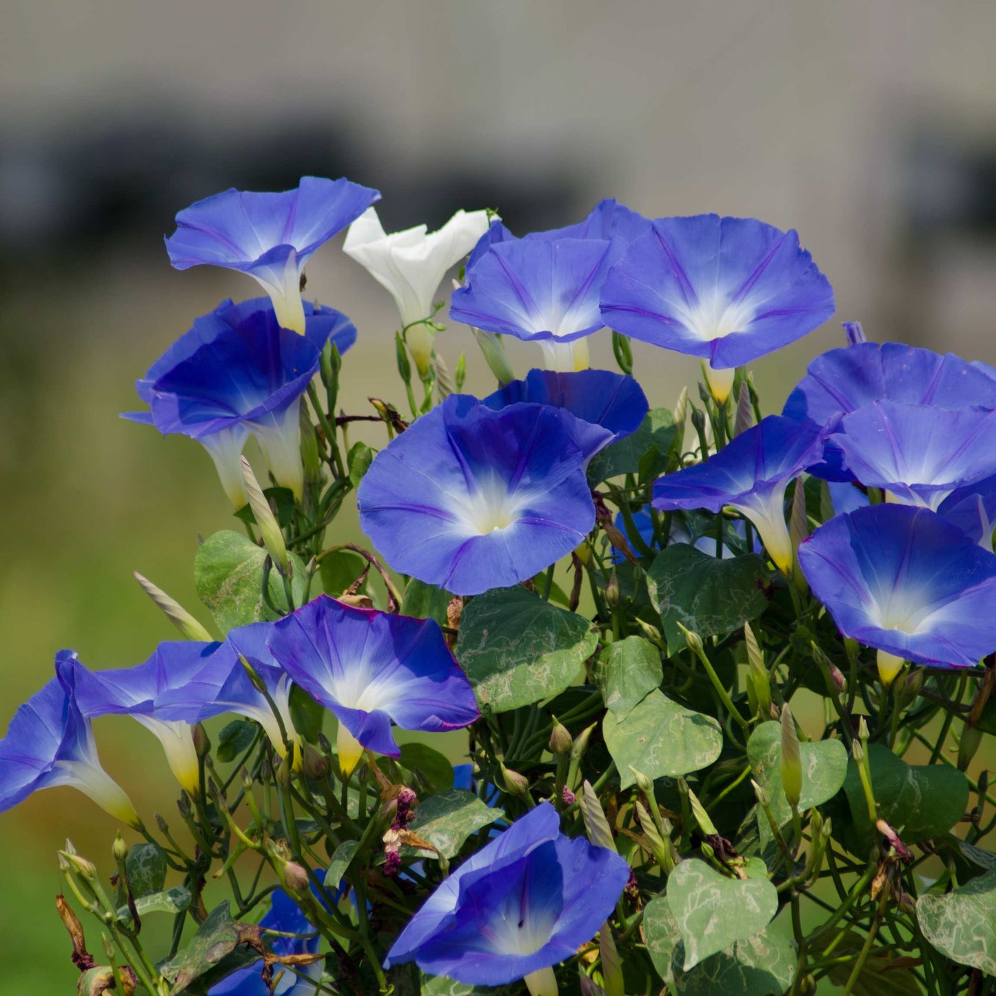 100Pcs Mix Color Morning Glory Flower Seeds