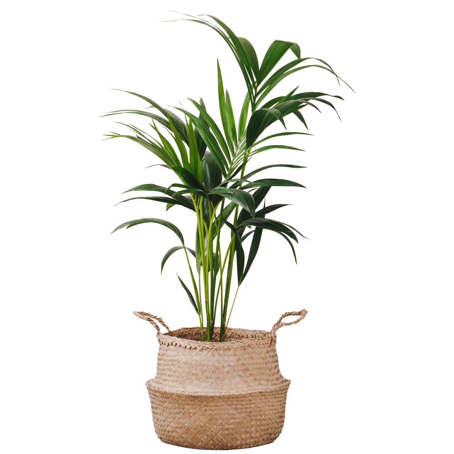 20Pcs Areca Palm Tree Seeds
