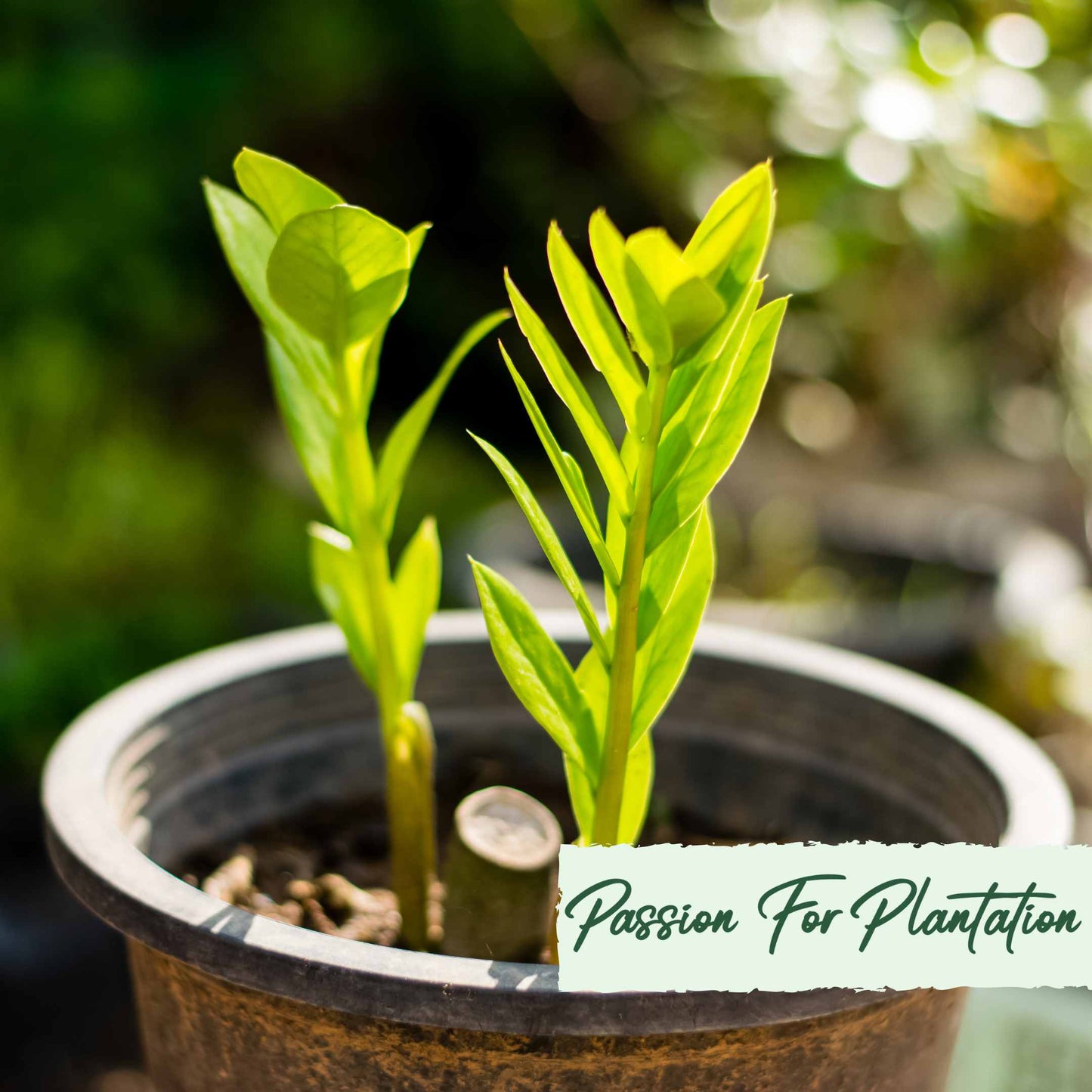 50Pcs Money Tree Plant Seeds (Zamioculcas zamiifolia)