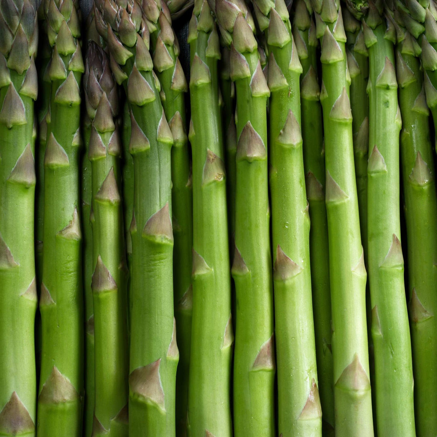 100Pcs Organic Asparagus Plant Seeds