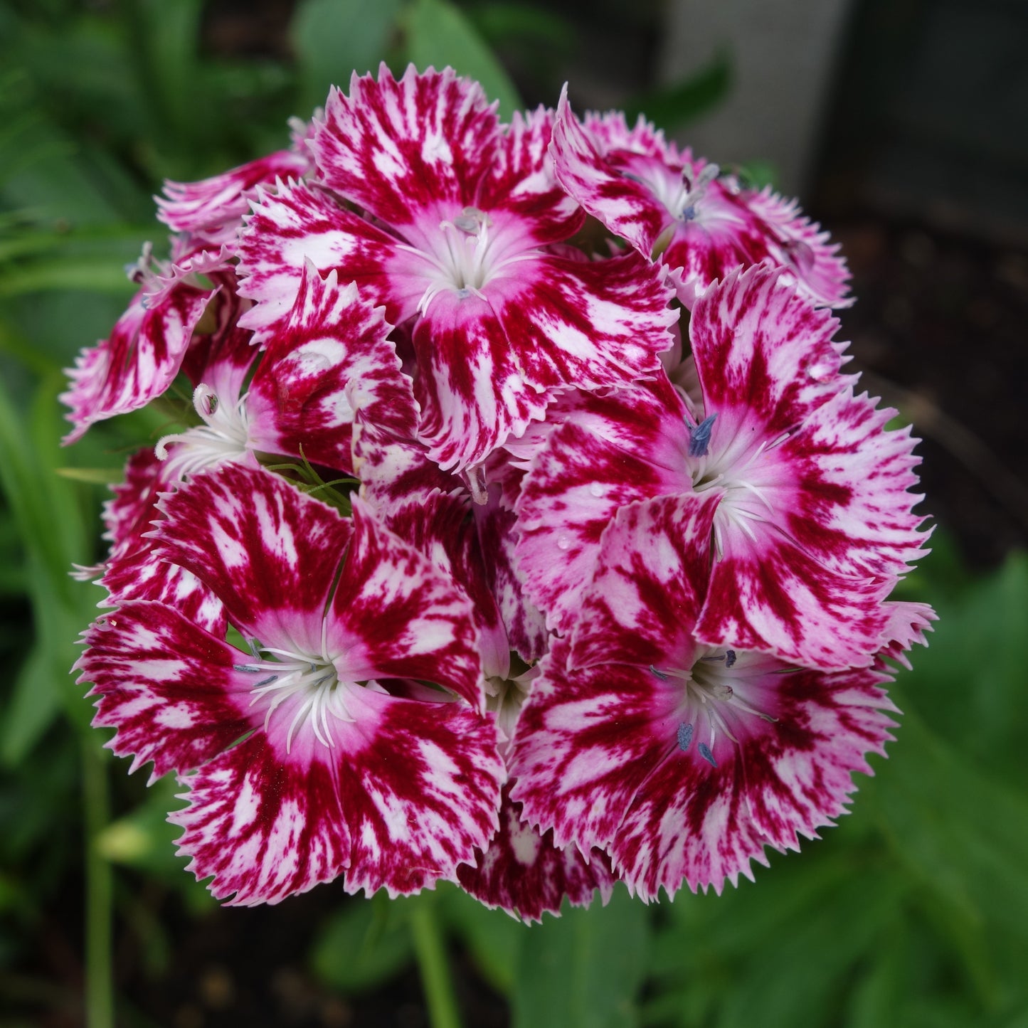 100Pcs Mixed Multicolor Sweet William Flower Seeds