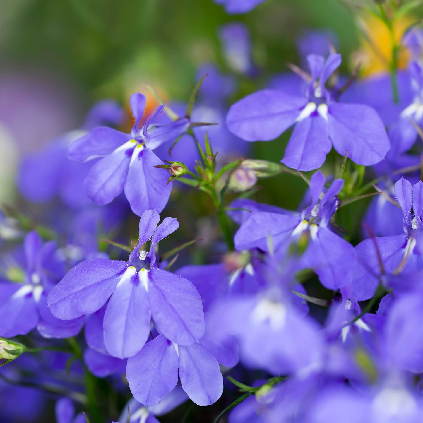 100Pcs Lobelia Seeds