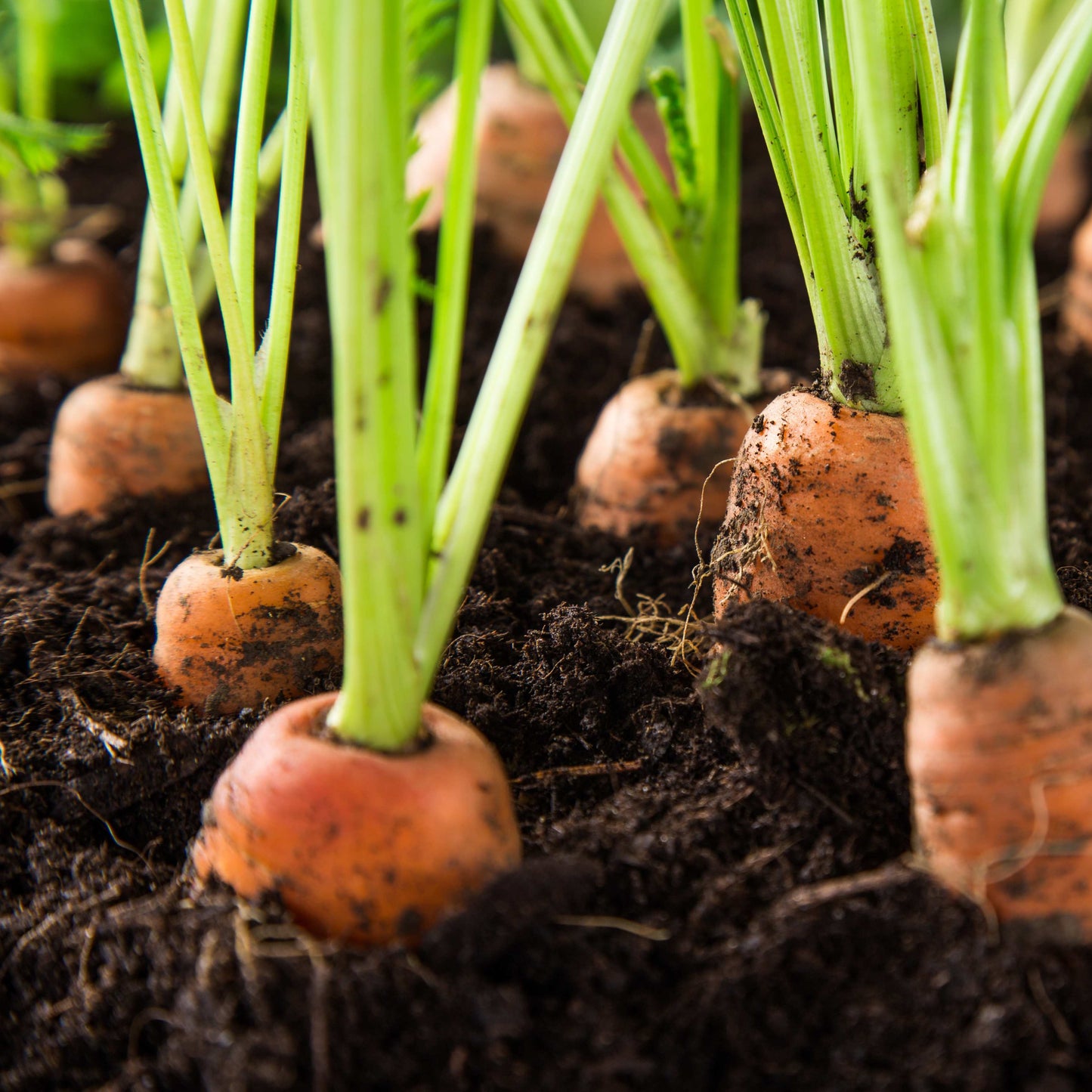 100Pcs Organic Carrot (Daucus carota) Seeds