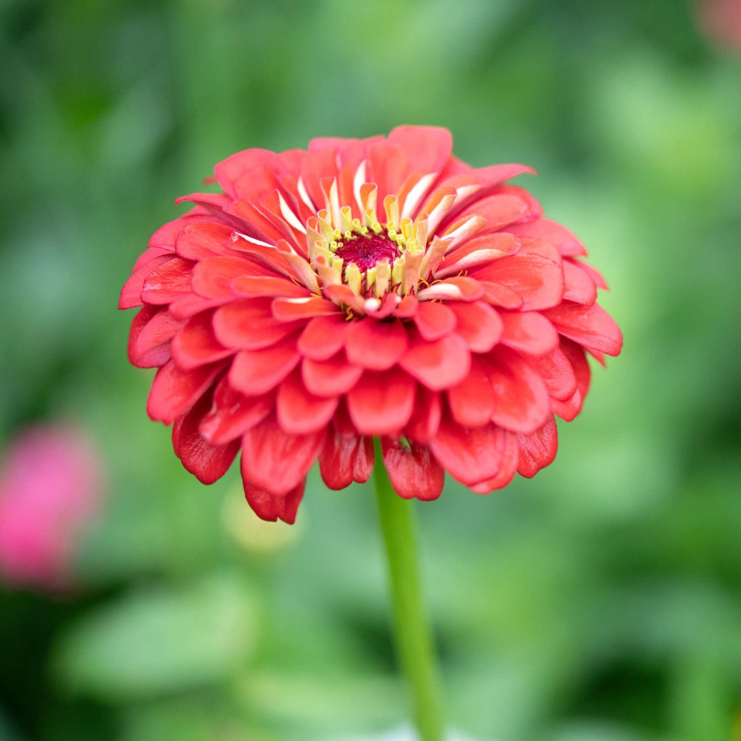 100Pcs Zinnia Flower Seeds Pack