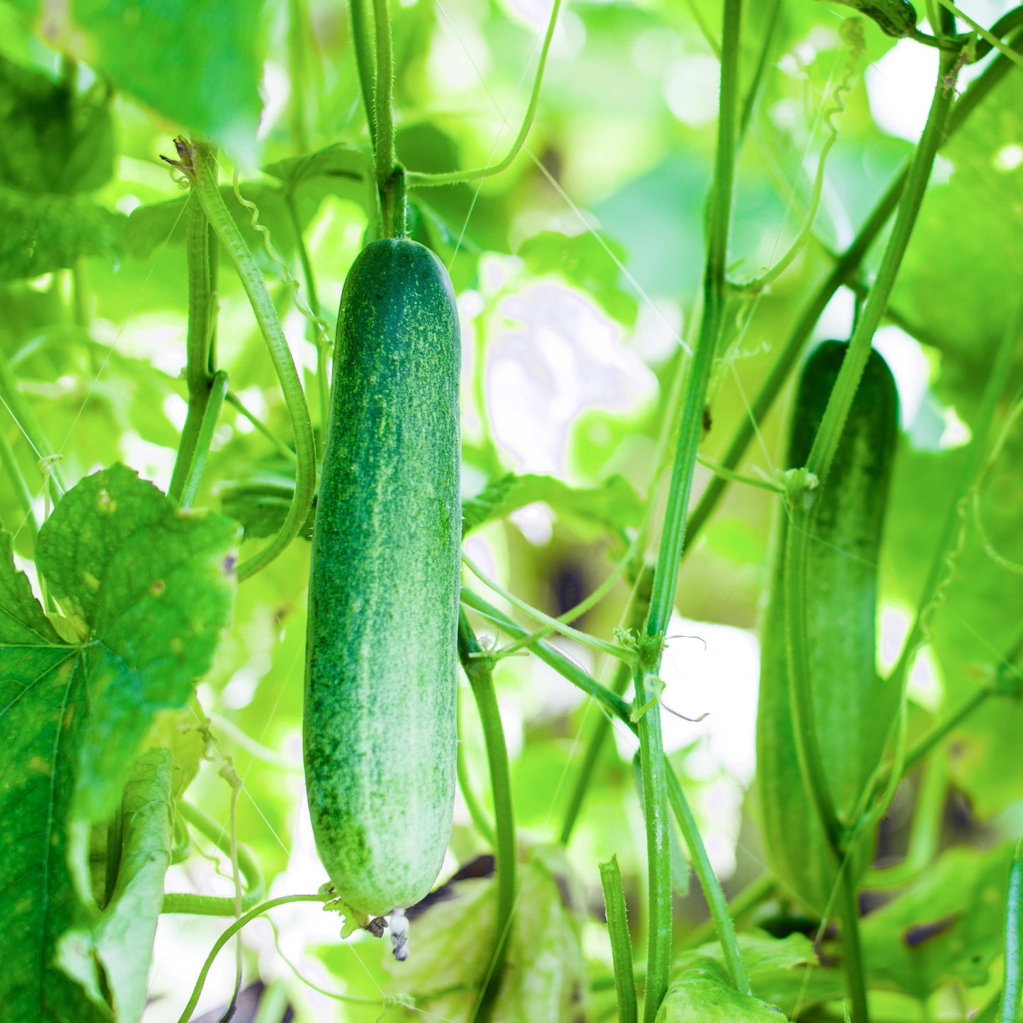 20Pcs Organic Cucumber Seeds