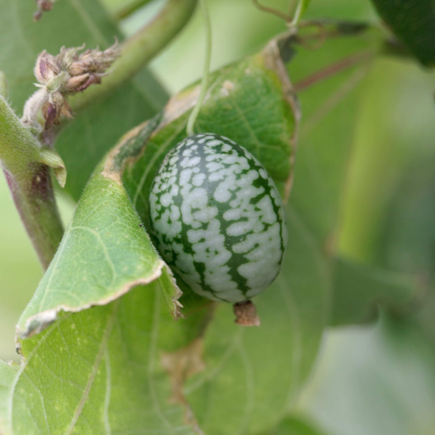 100pcs Mexican Sour Gherkin Mini Cucumber Seeds