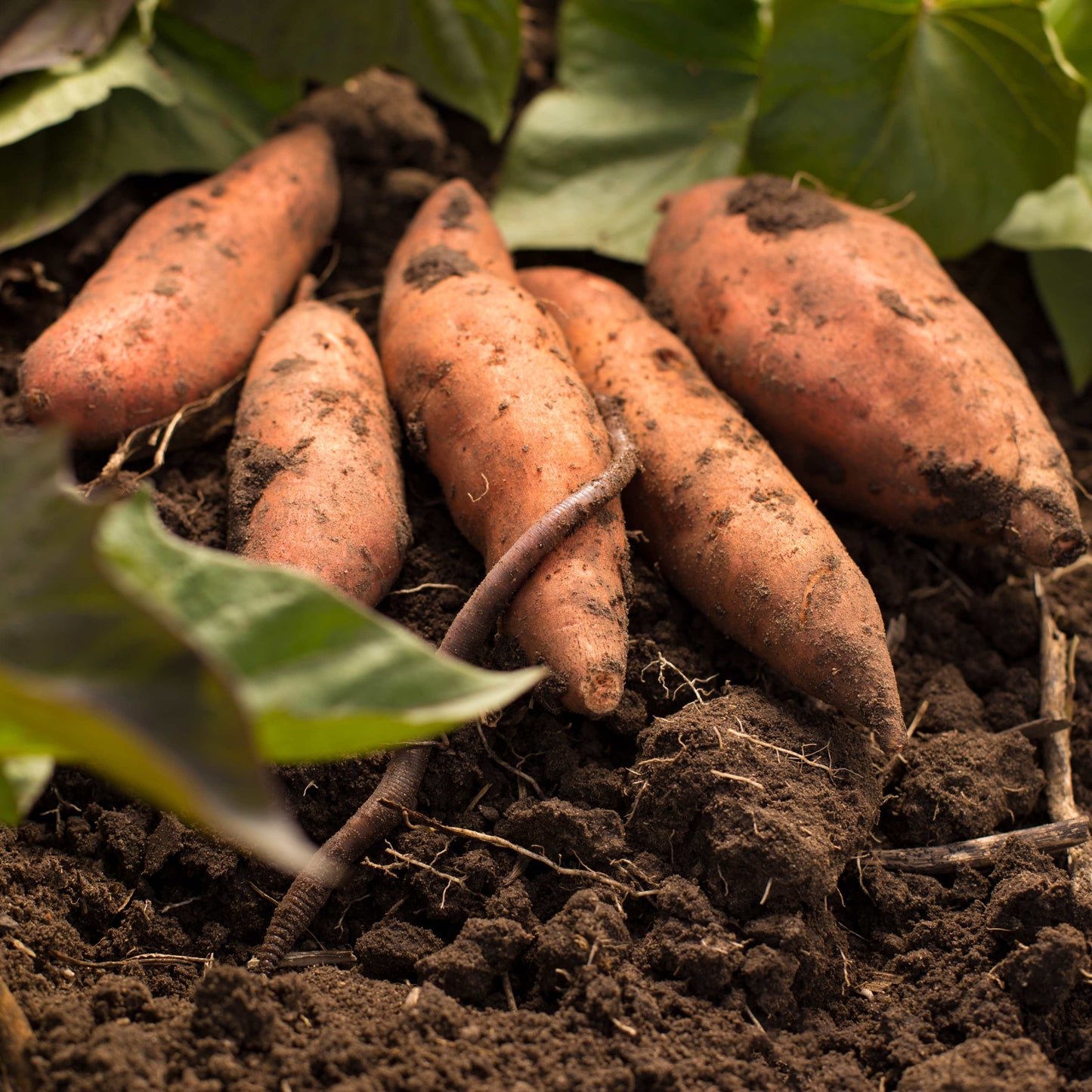 100Pcs Sweet Potato Seeds