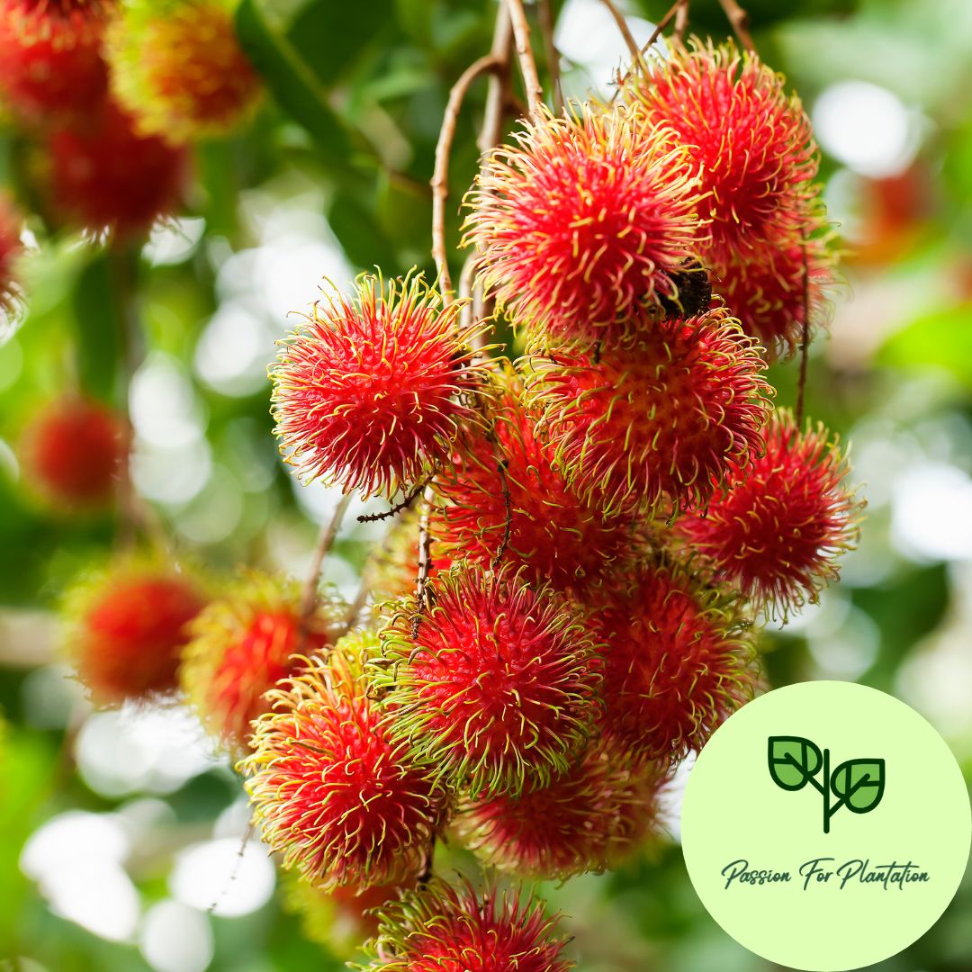 5Pcs Exotic Rambutan Fruit Seeds
