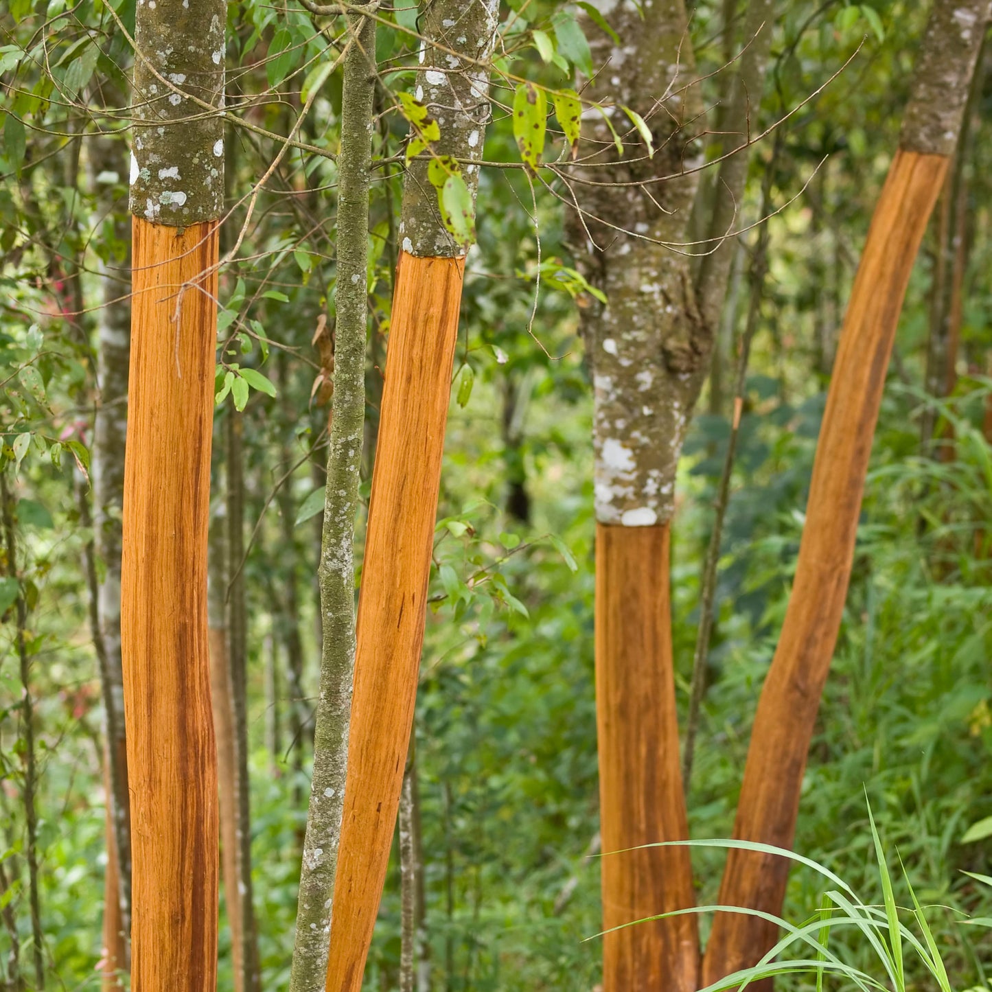 Classic Cocktail Herbs Kit Bundle (3 Varieties)