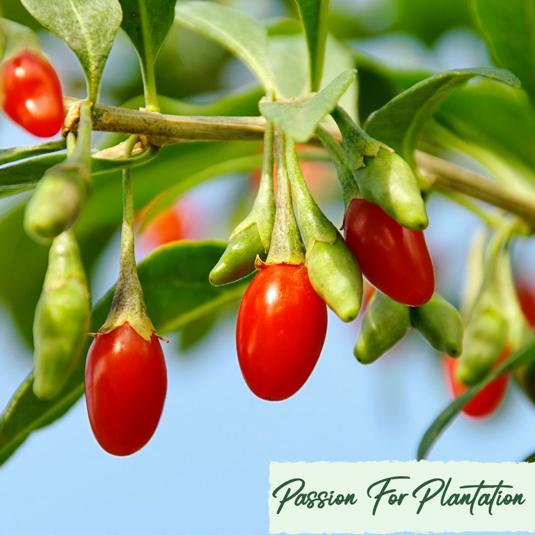 100Pcs Himalayan Goji Berry (Wolfberry) Seeds