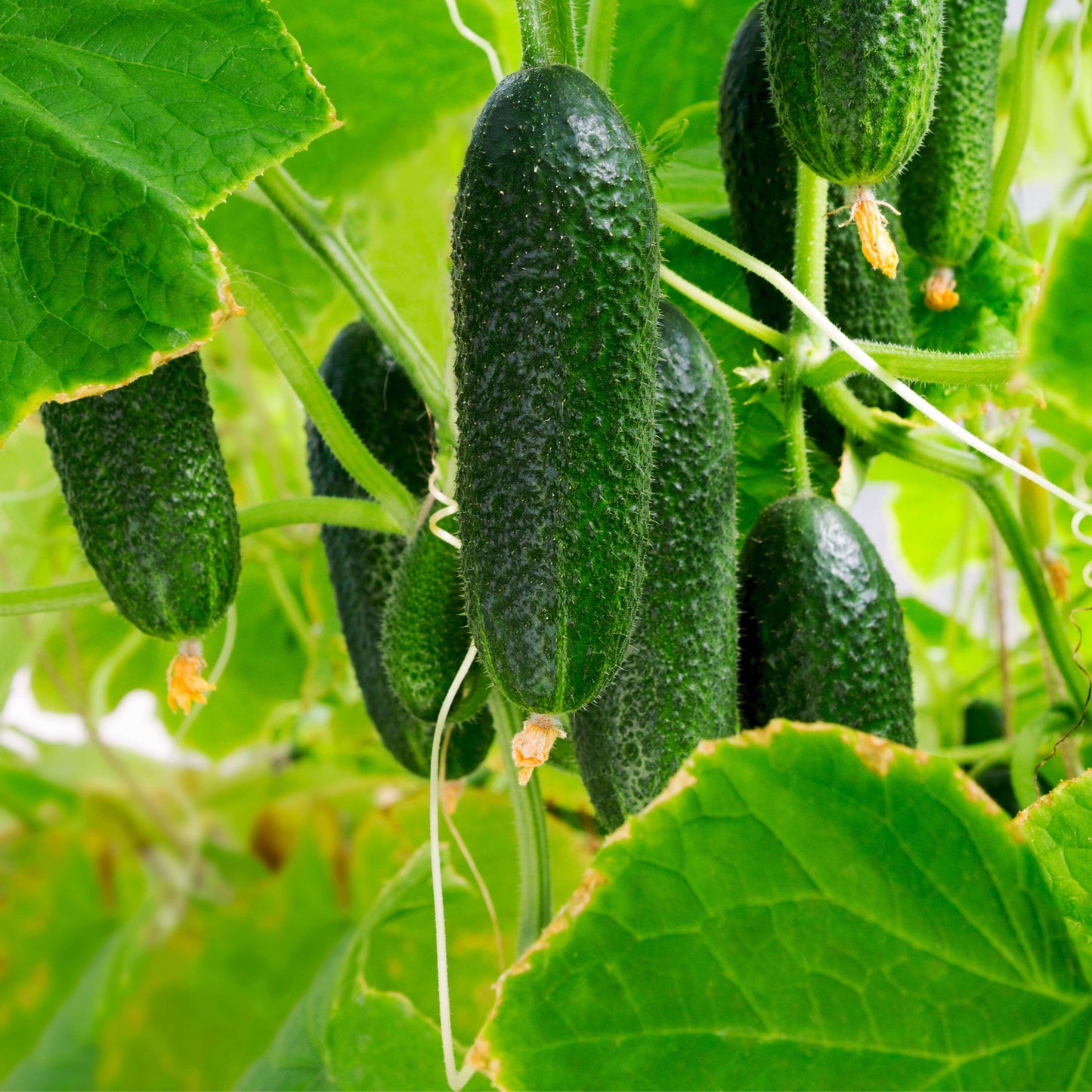 20Pcs Organic Cucumber Seeds