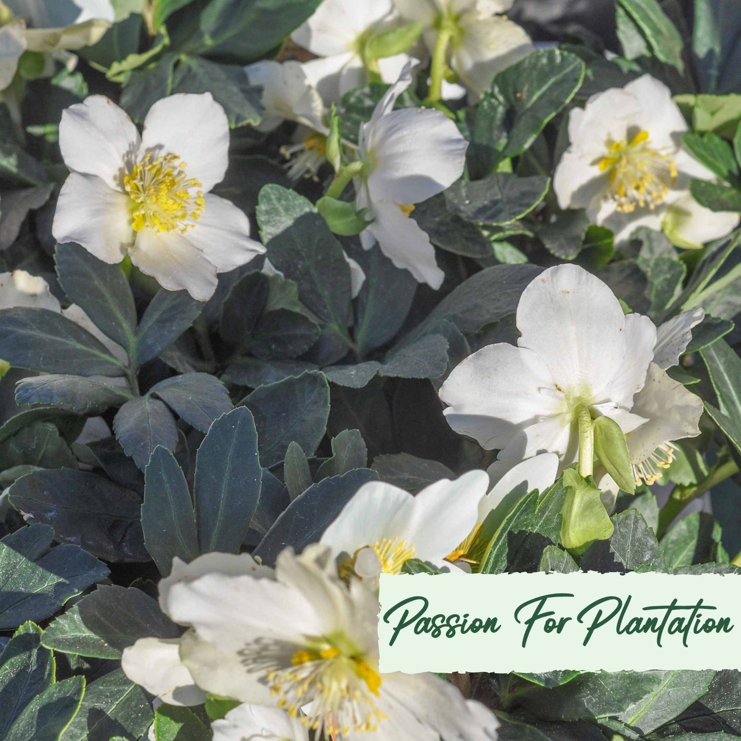 White Angel Christmas Rose (Helleborus Niger) Flower Seeds