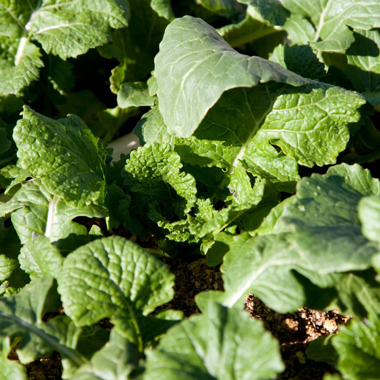 100Pcs Organic Turnip Seeds Pack