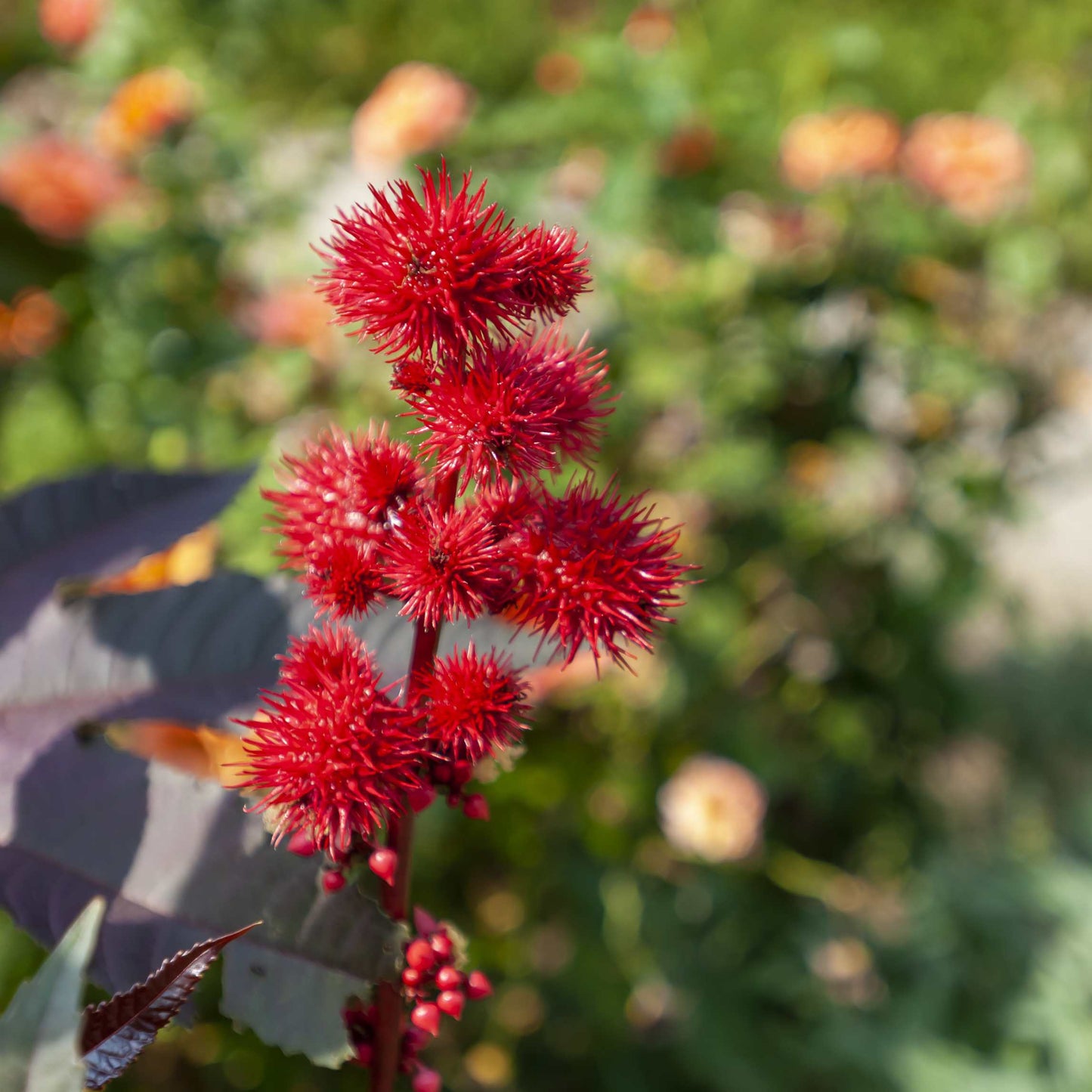 10Pcs Organic Castor Bean Seeds Pack