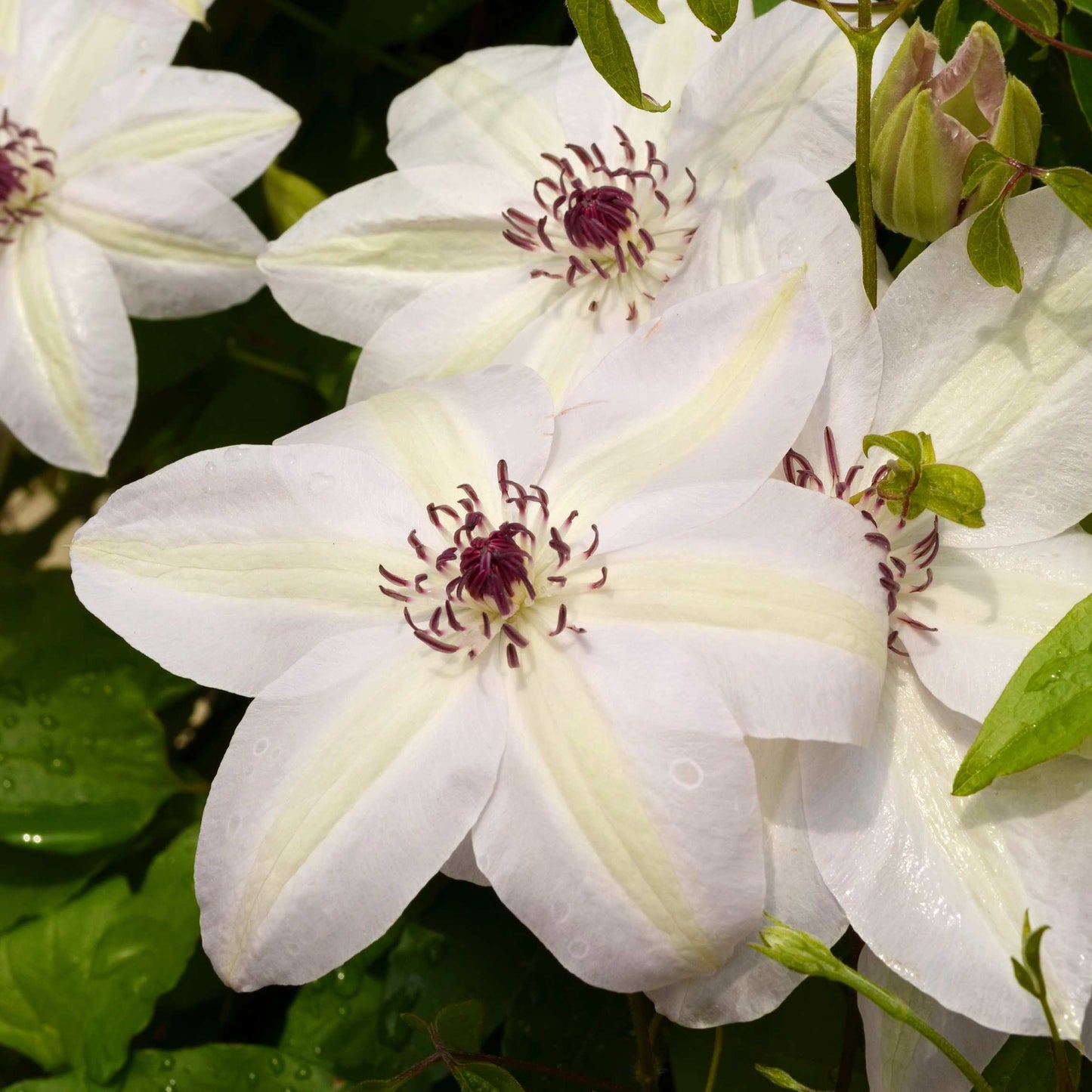 100Pcs Clematis Vine Flower Seeds