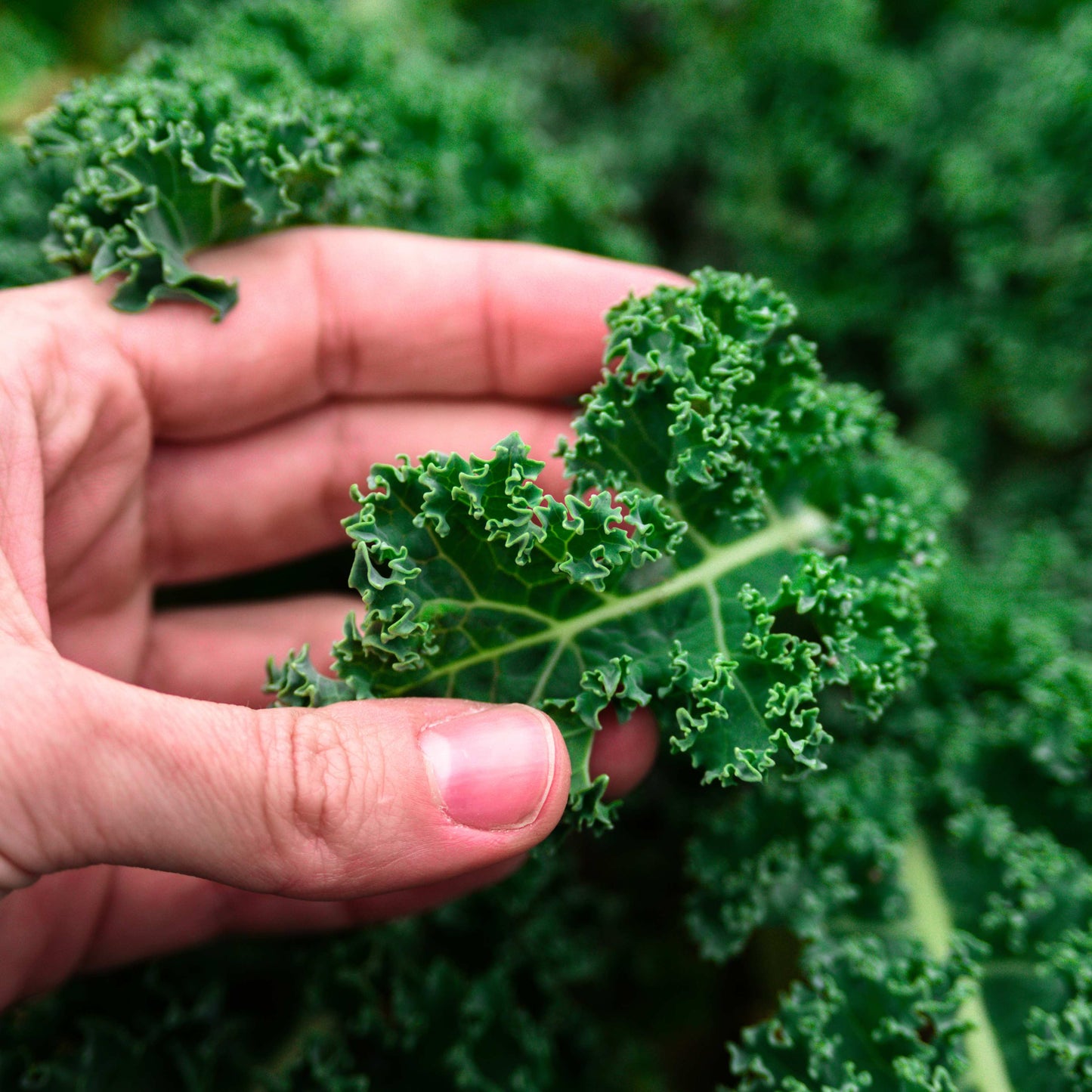 100Pcs Organic Kale Plant Seeds