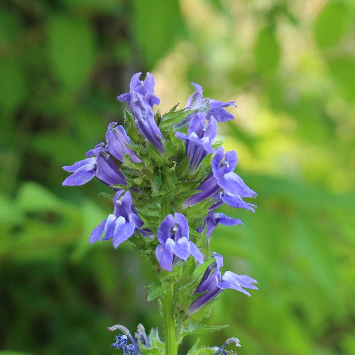 100Pcs Lobelia Seeds