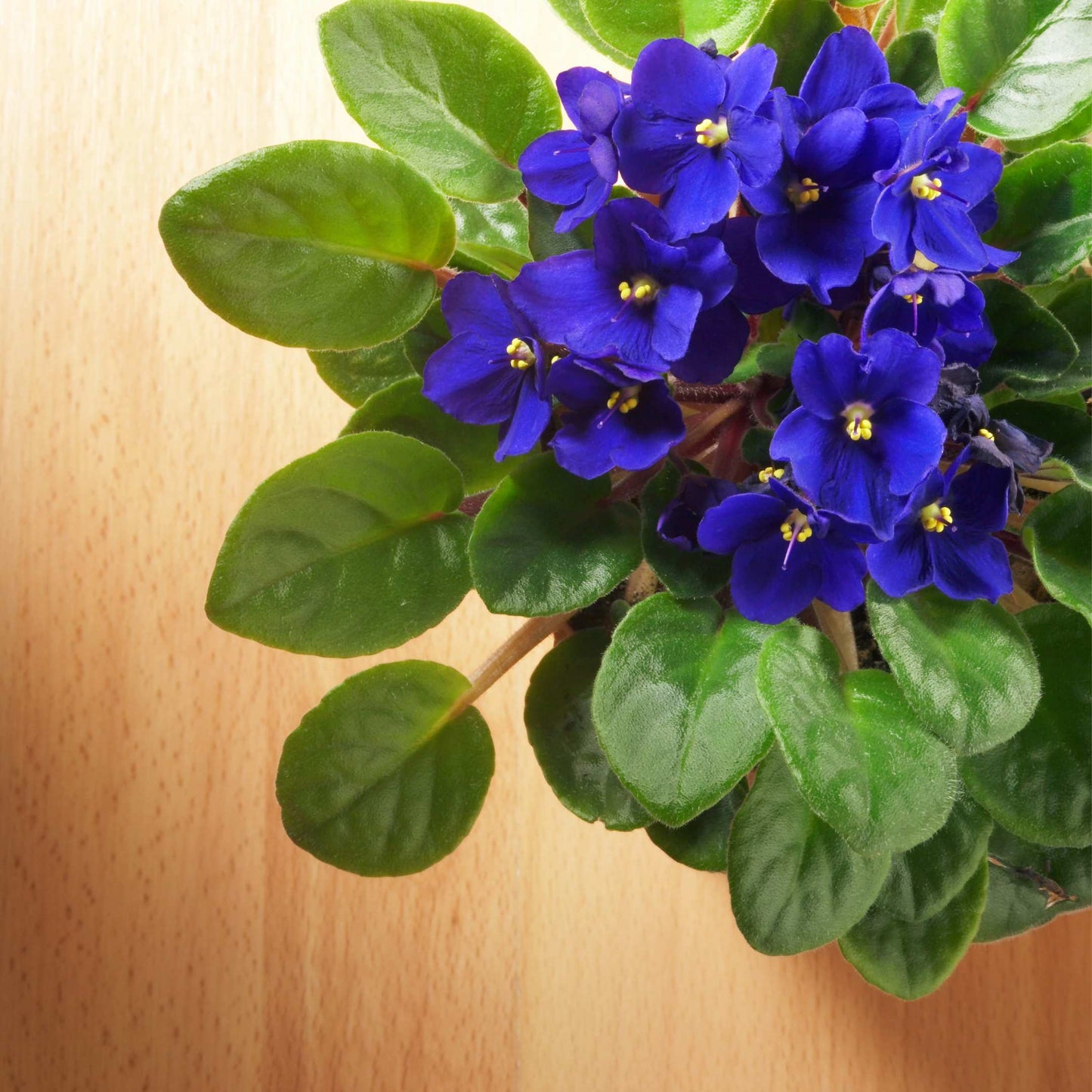 30Pcs Mix African Violet Seeds Pack