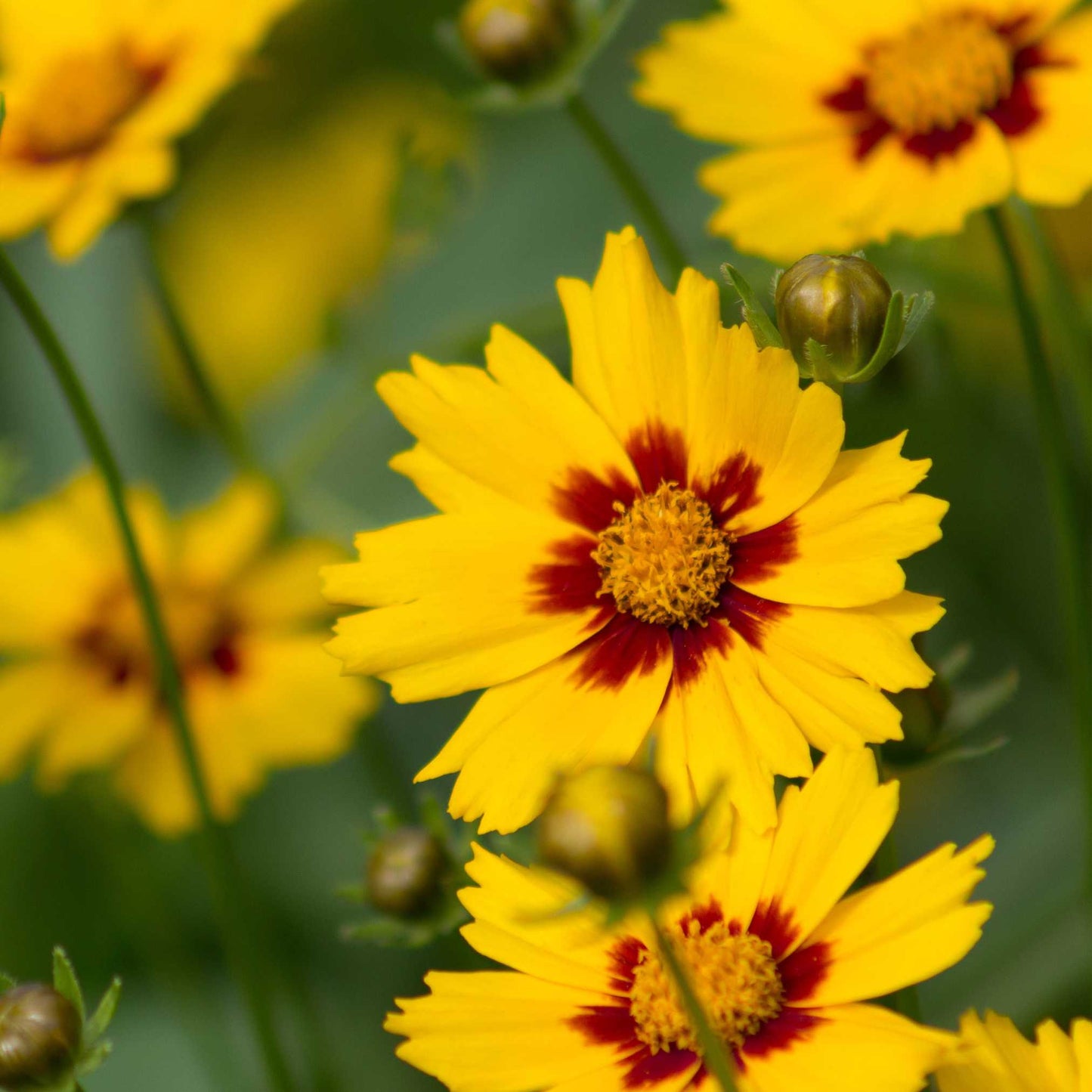 20Pcs Coreopsis Flower Seeds