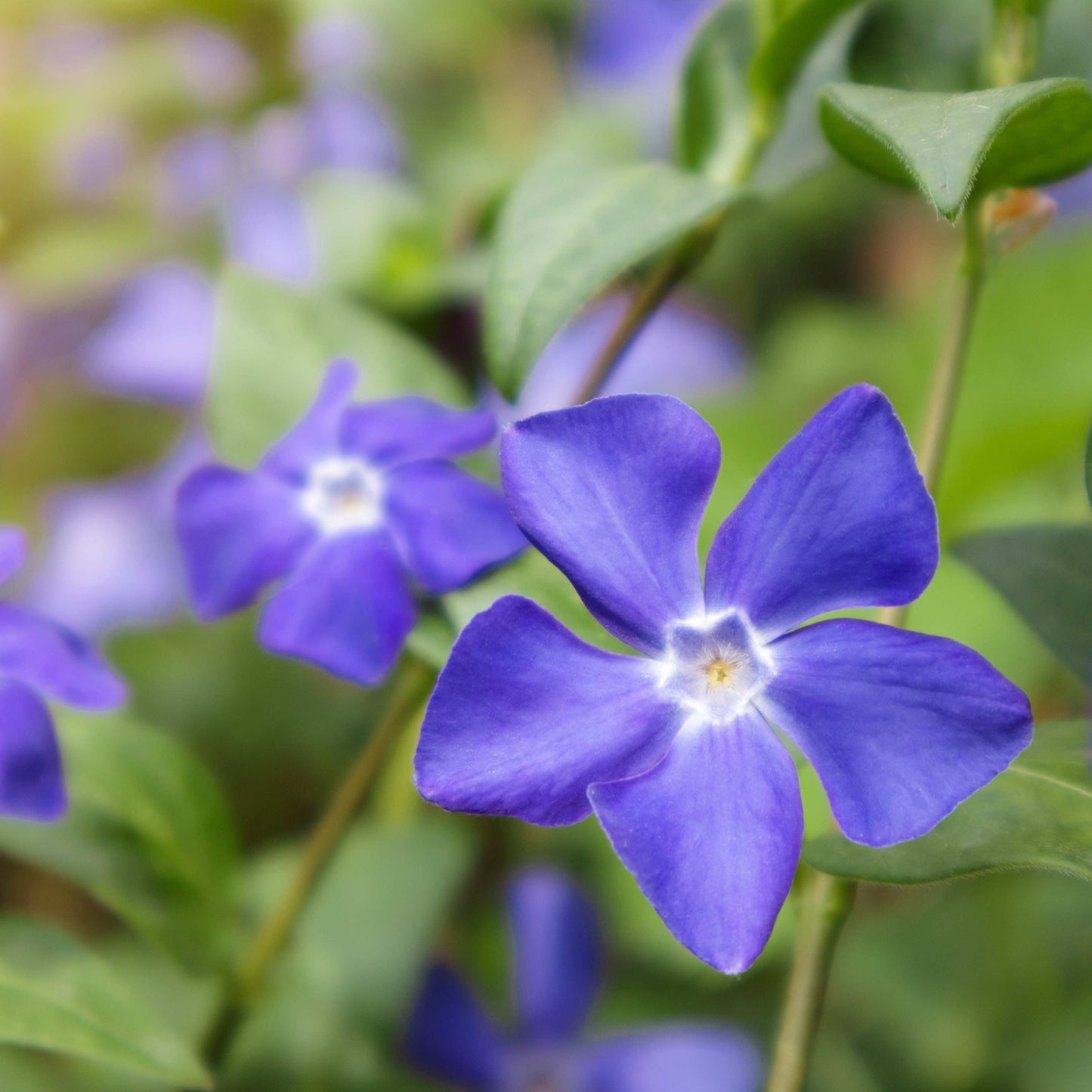 100Pcs Vinca Flower Seeds