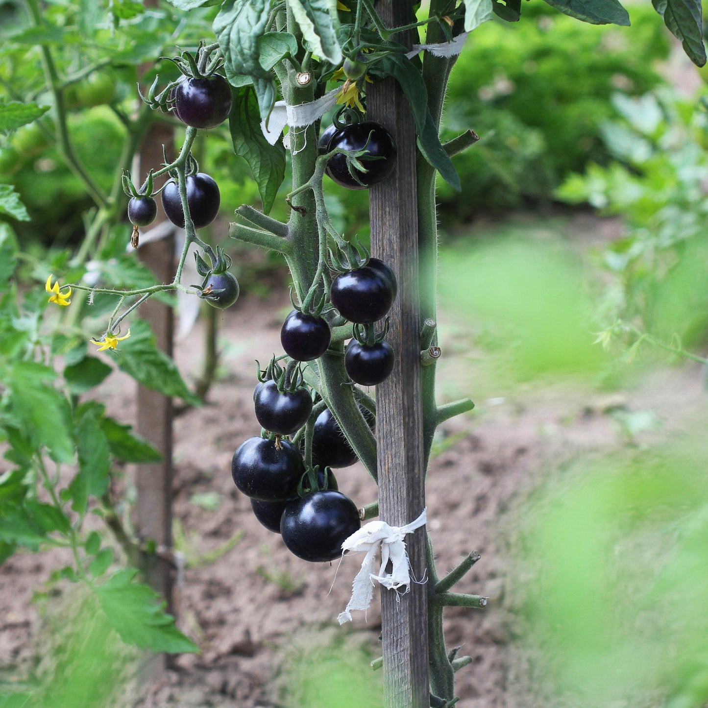 100pcs Black Cherry Tomato Seeds