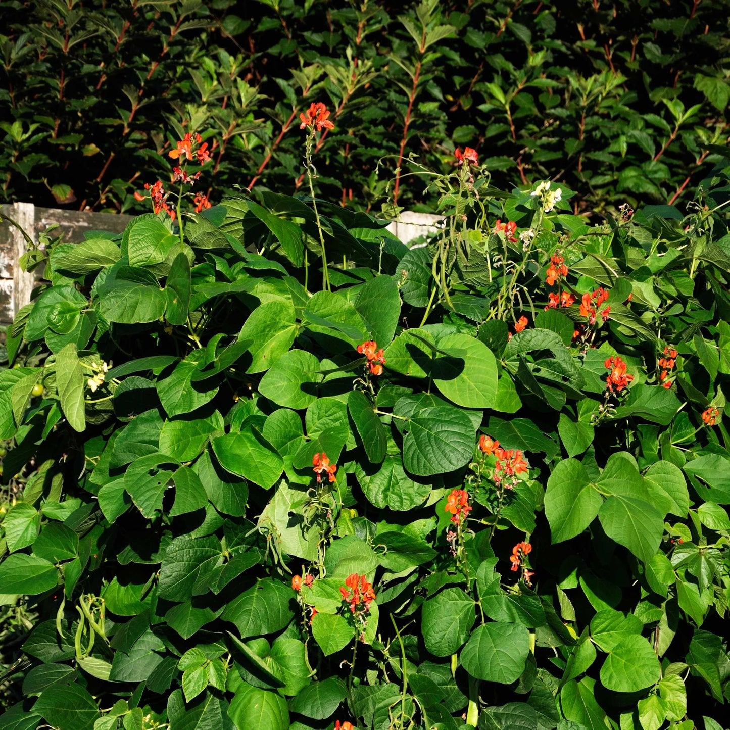 10Pcs Organic Scarlet Runner Bean Seeds