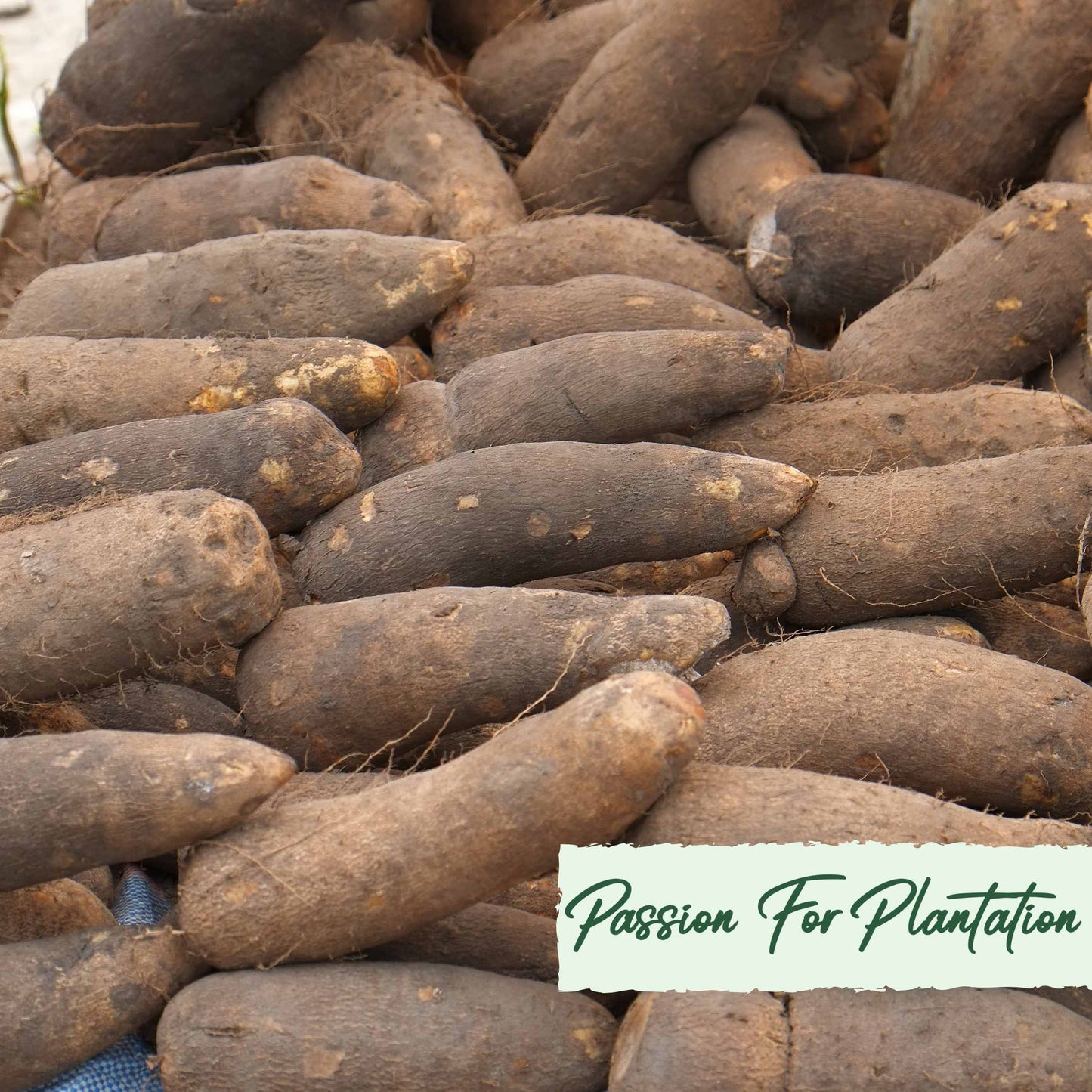 20Pcs Organic Yam (Dioscorea) Vegetable Seeds