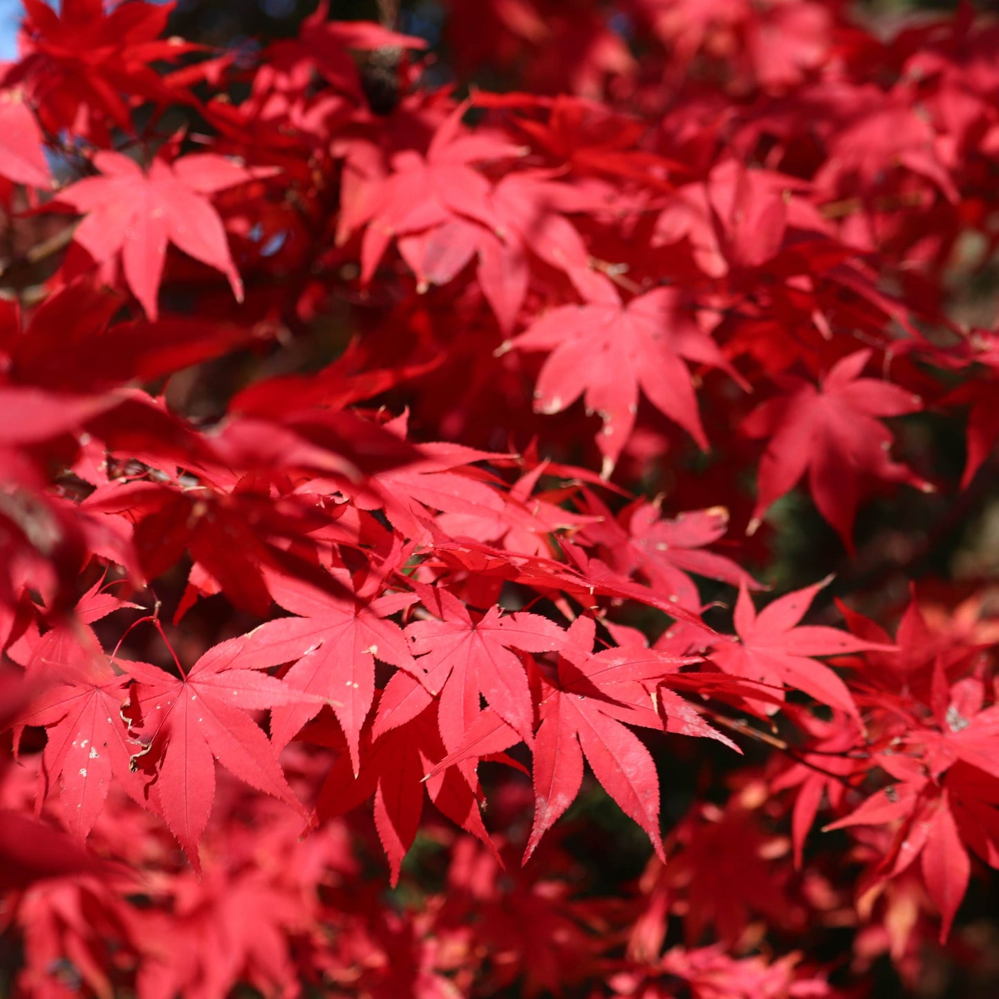 Japanese Maple Tree Seeds