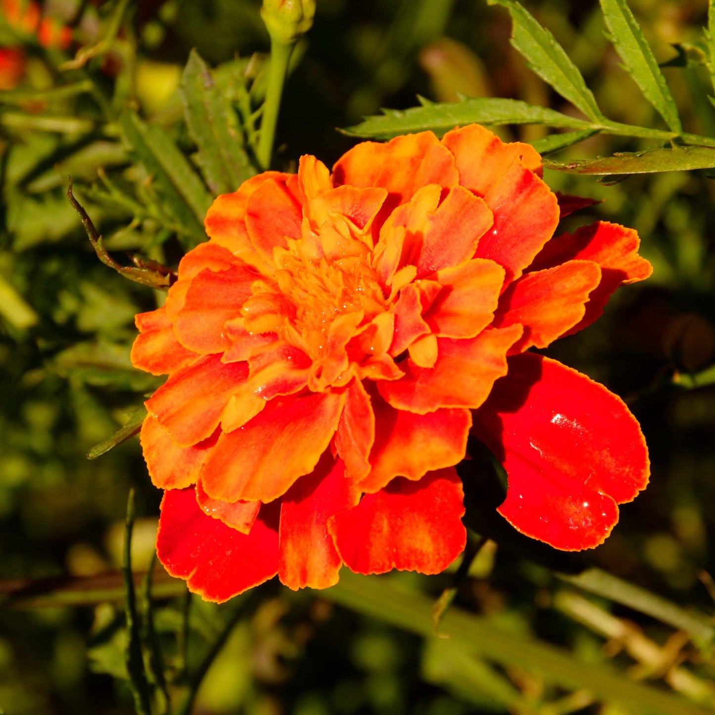 100Pcs French Marigold Flower Seeds Pack