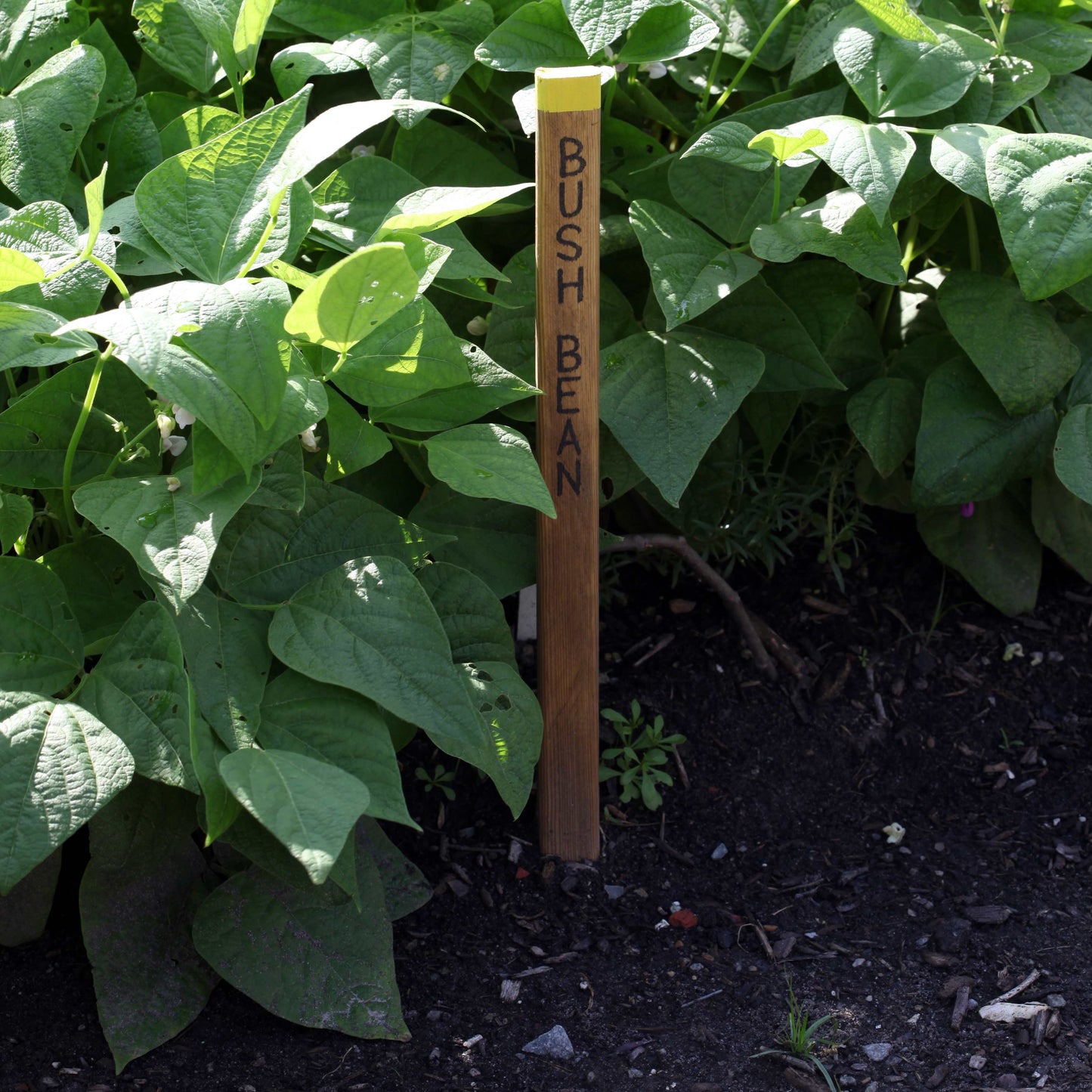 50Pcs Bush Beans Seeds