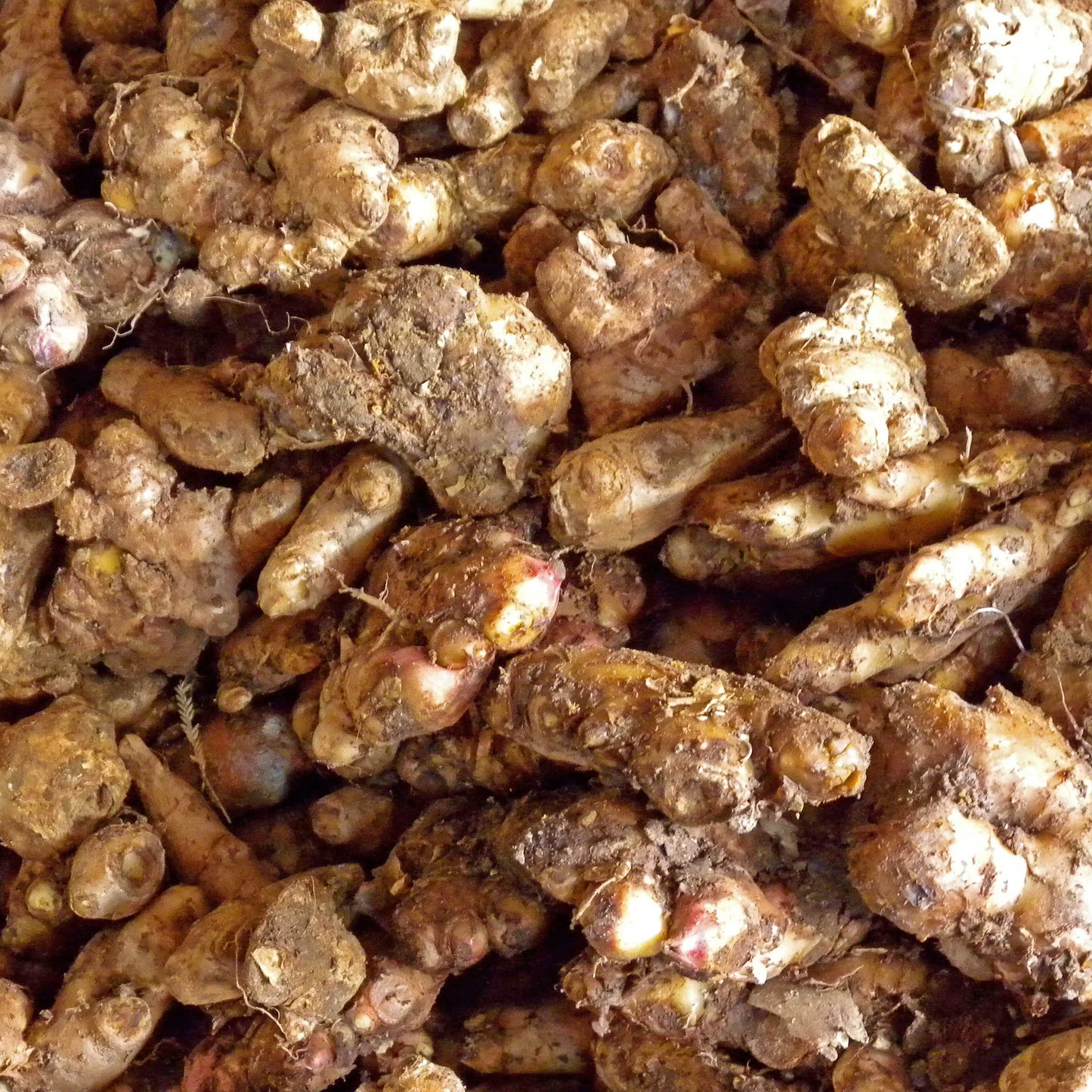 100Pcs Zingiber Ginger Plant Seeds