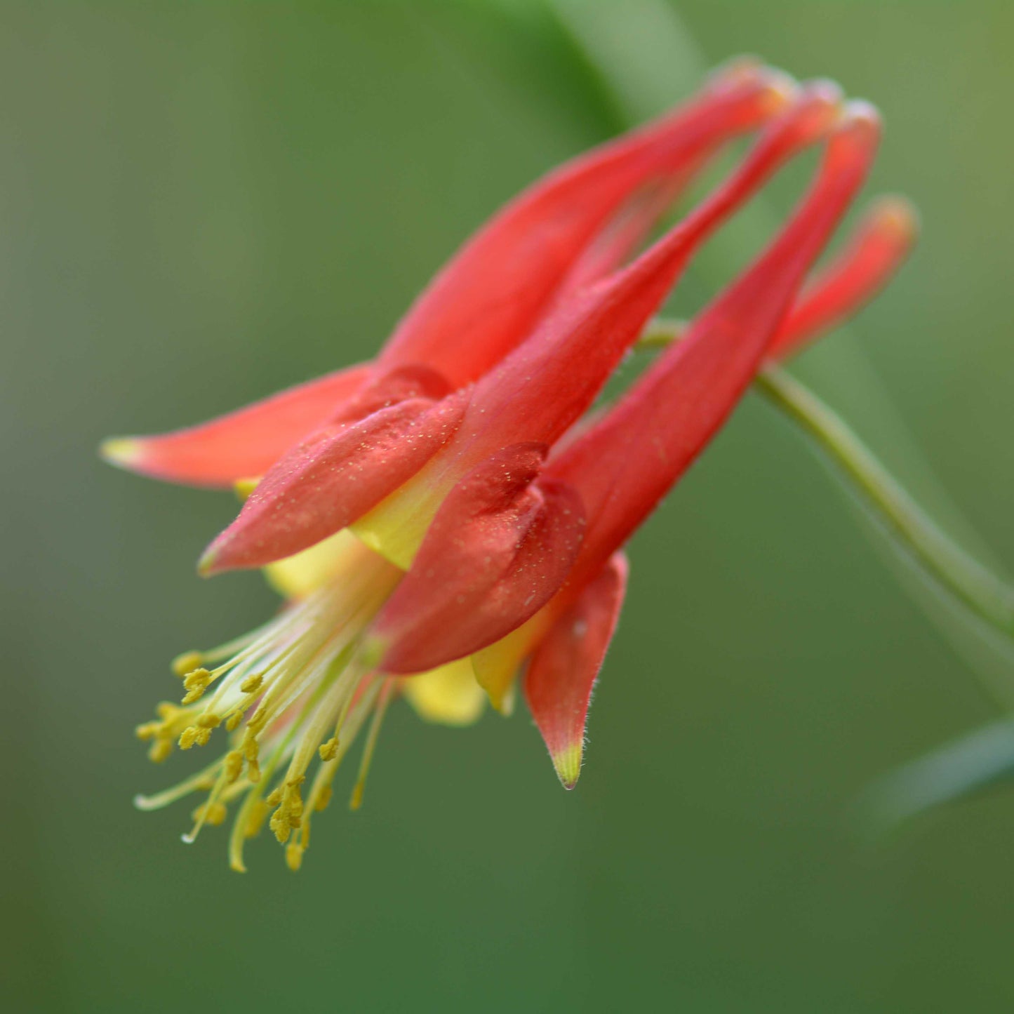 100Pcs Wild Columbine Flower Seeds