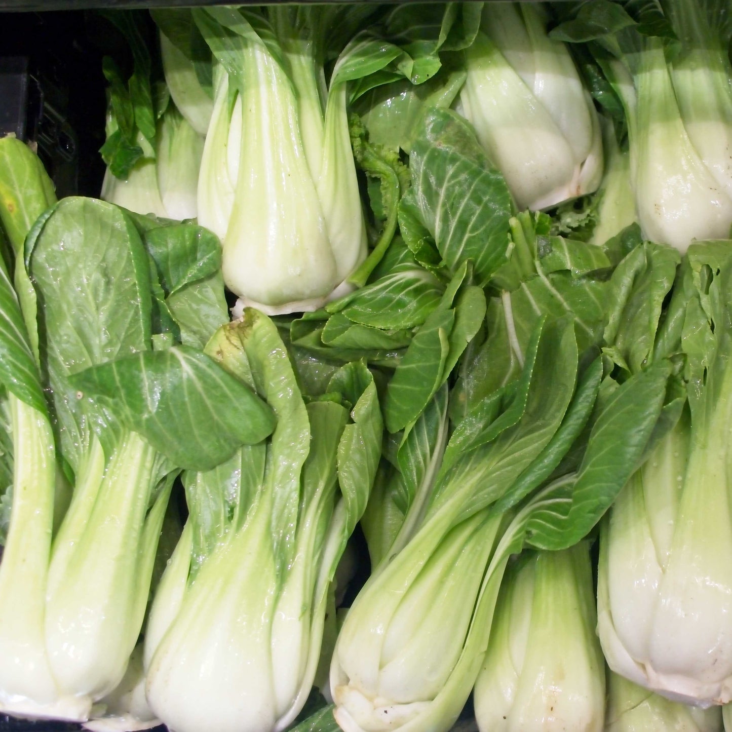 100Pcs Organic Bok Choy Seeds