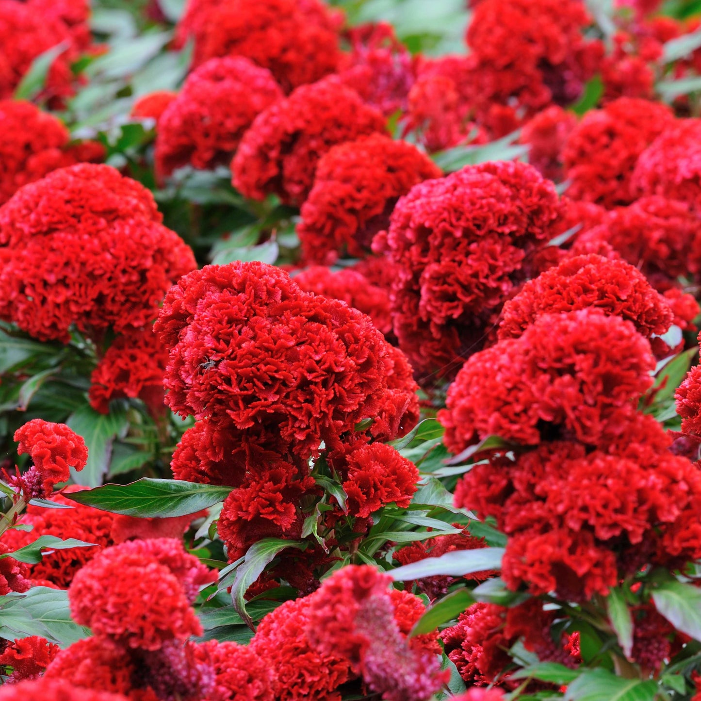 100Pcs Cockscomb (Celosia Spicata) Seeds