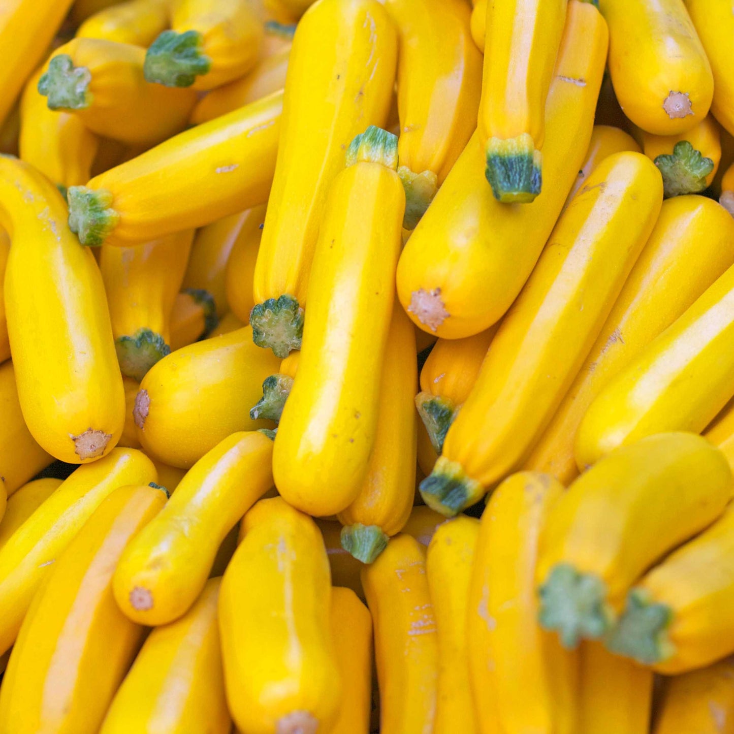 10Pcs Organic Summer Squash Seeds