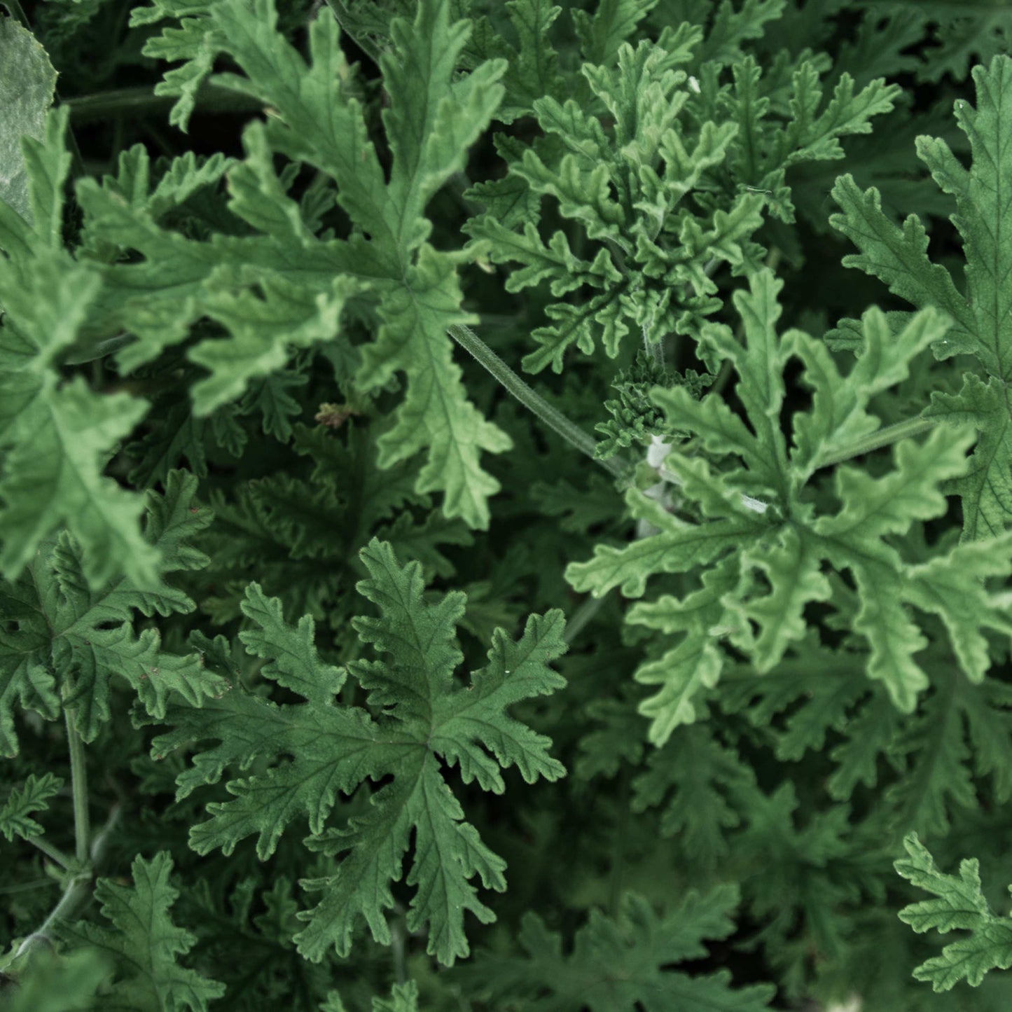 100pcs Mosquito Repelling Citronella Plant Seeds