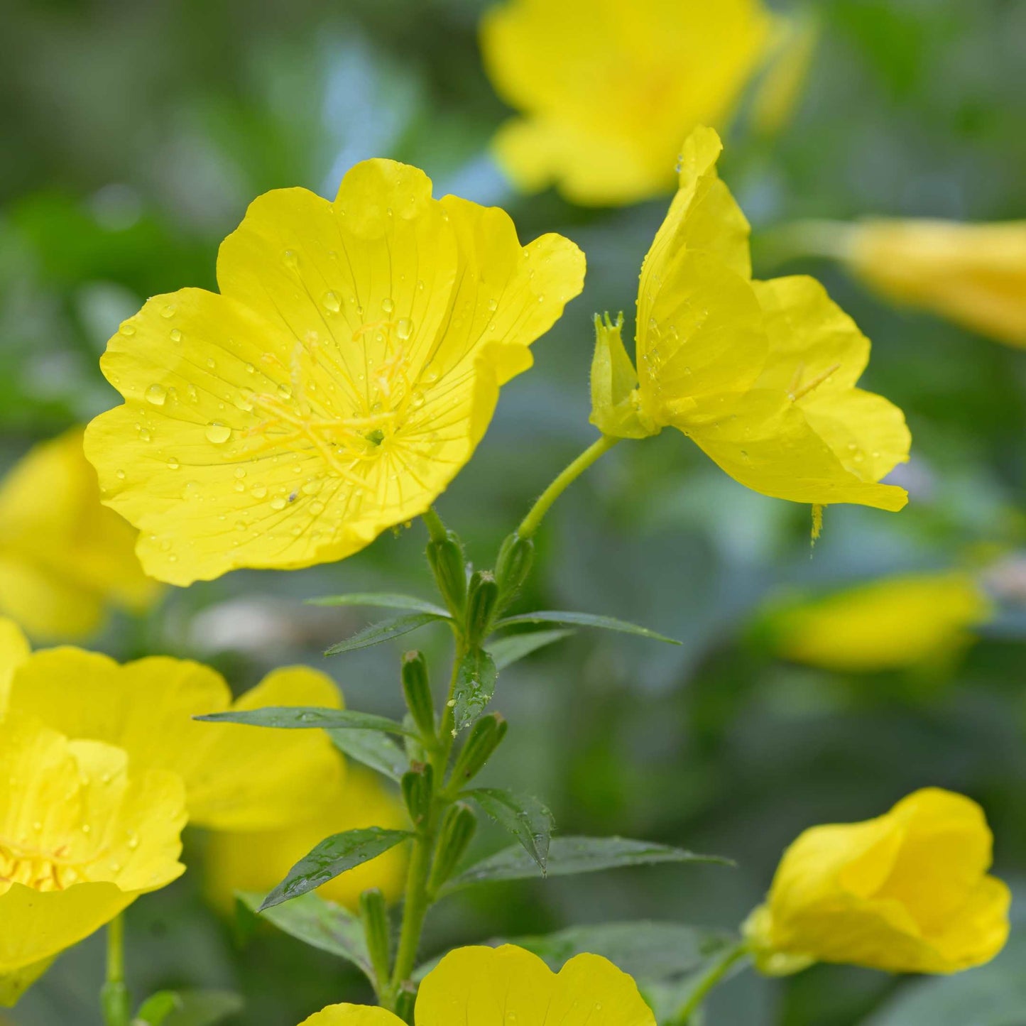 100Pcs Evening Primrose Flower Seeds Pack
