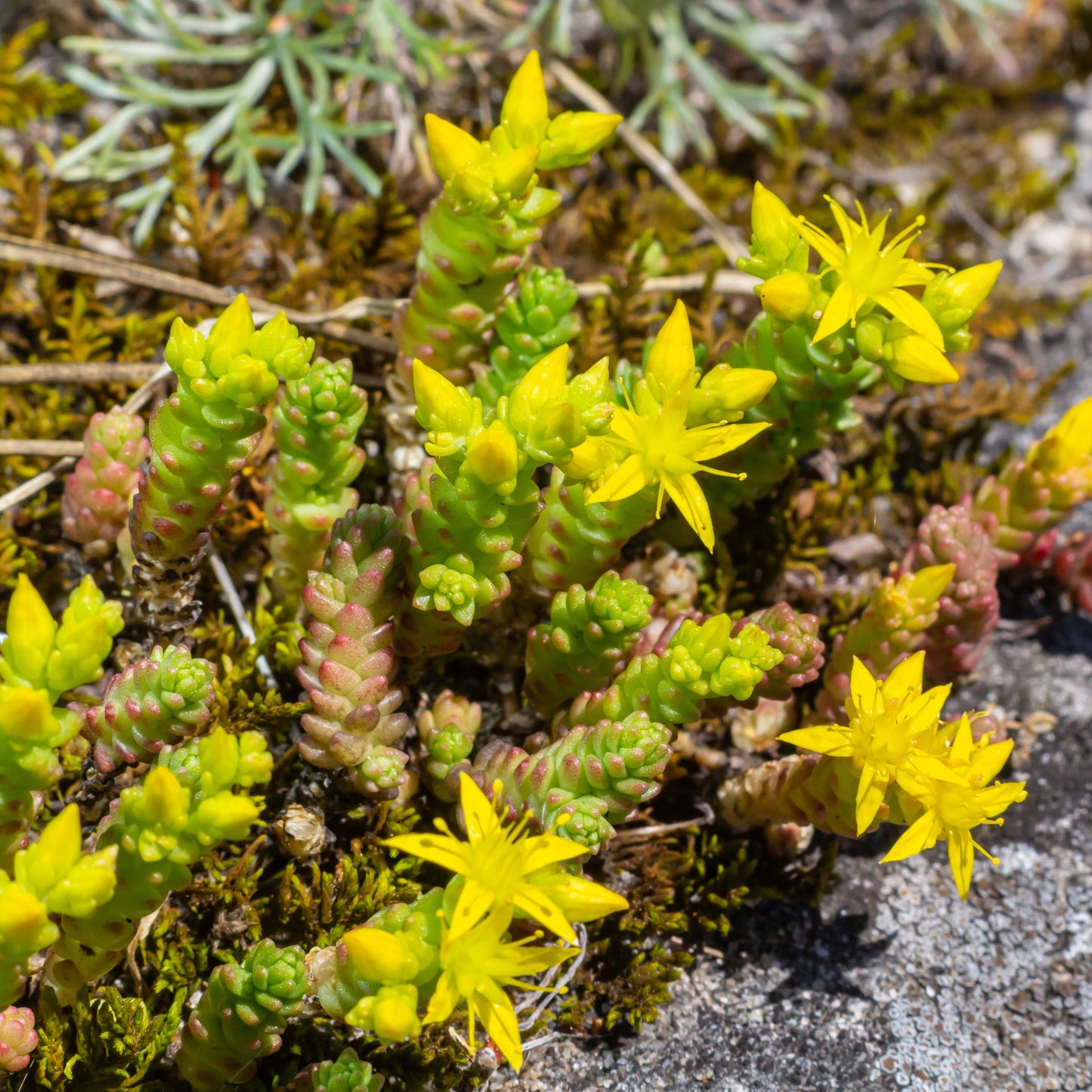 100Pcs Goldmoss Sedum (Sedum acre) Seeds