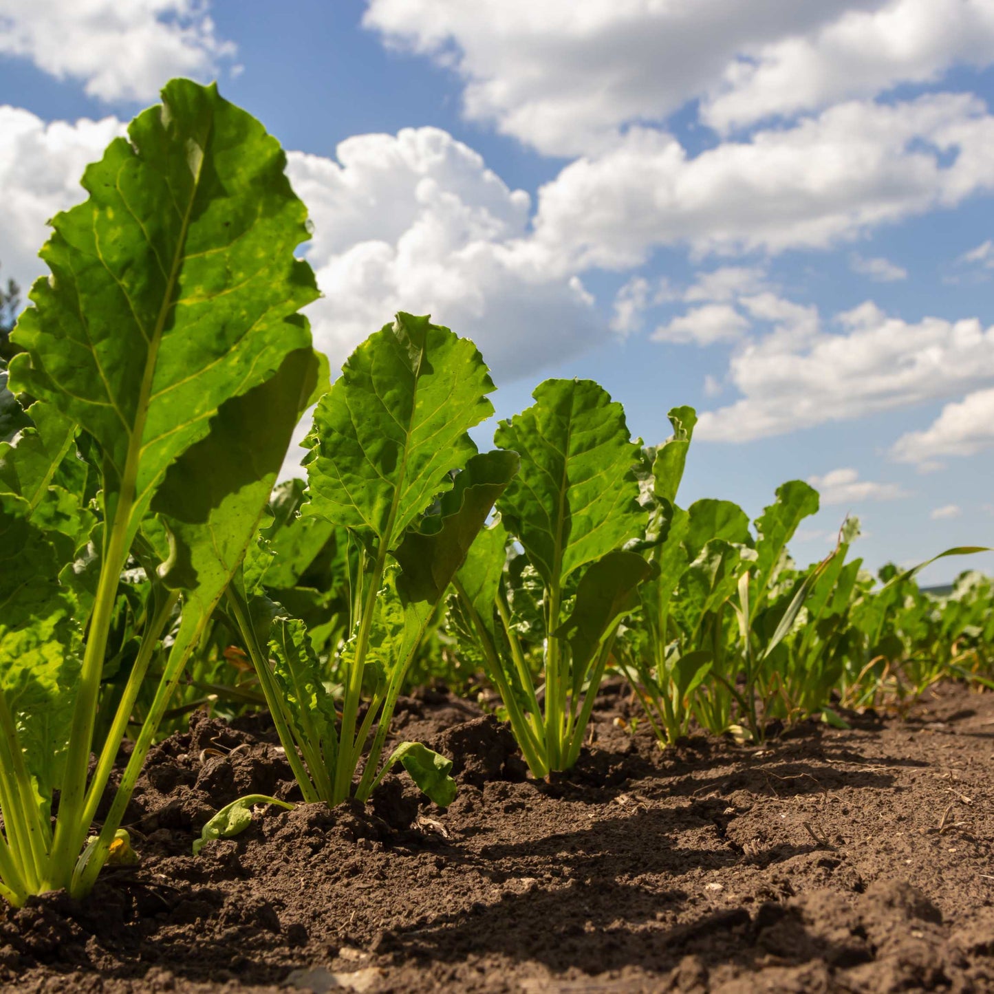 50Pcs Organic Sugar Beet Seeds Pack