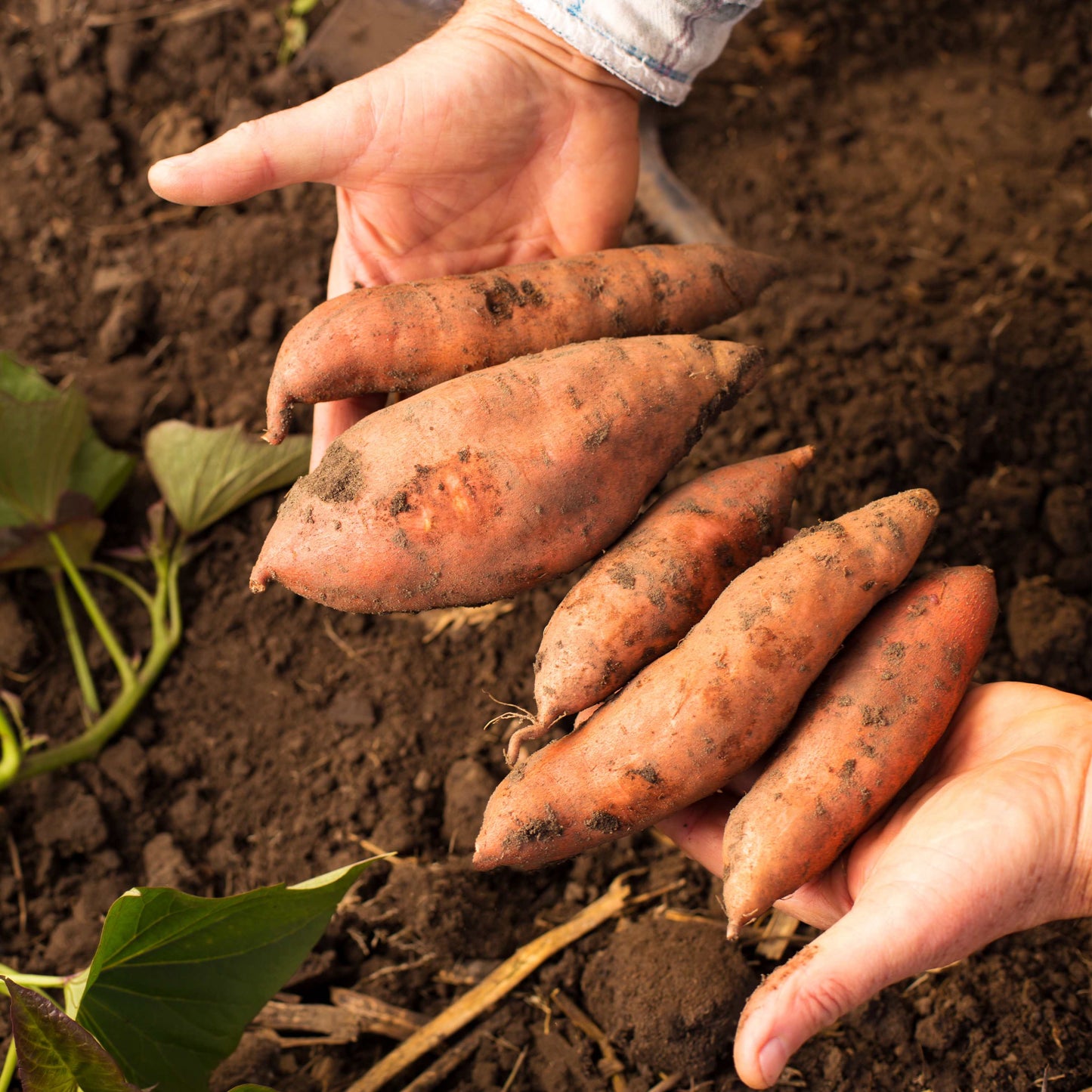 100Pcs Sweet Potato Seeds
