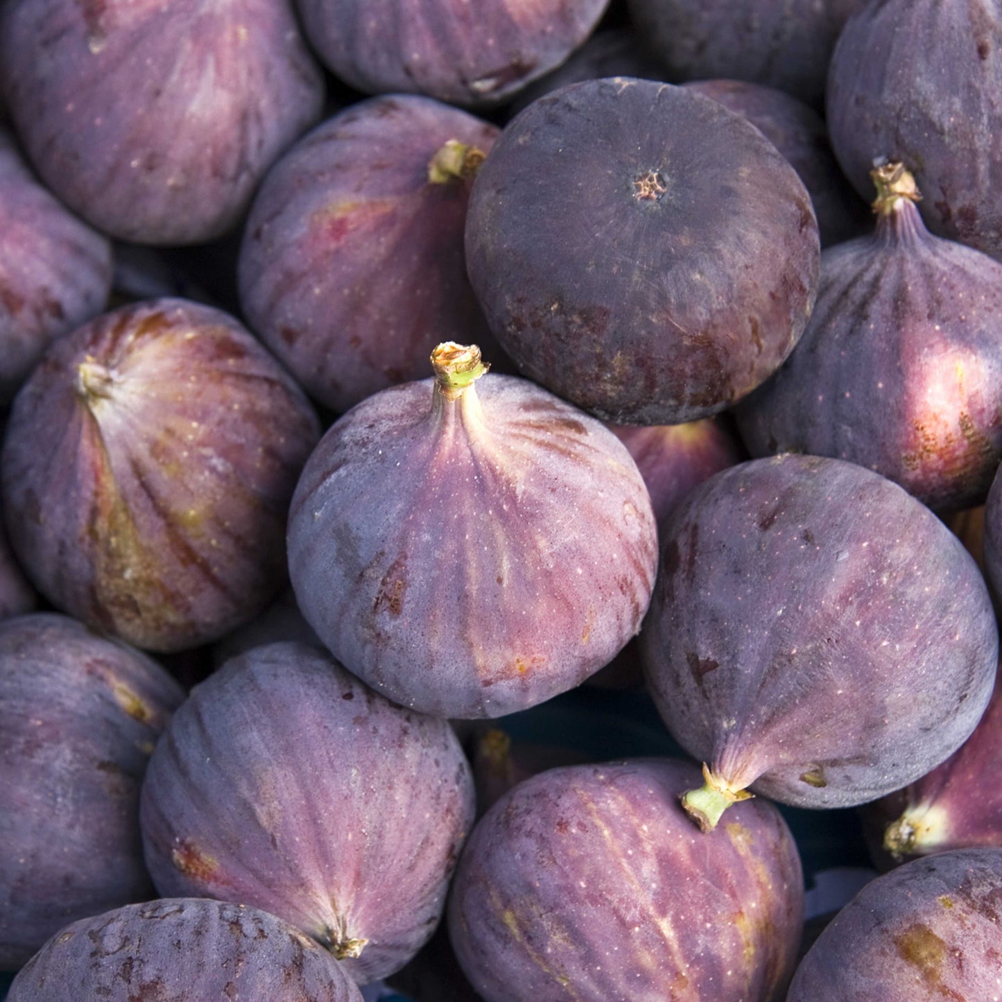 10Pcs Figs Fruit Tree Seeds