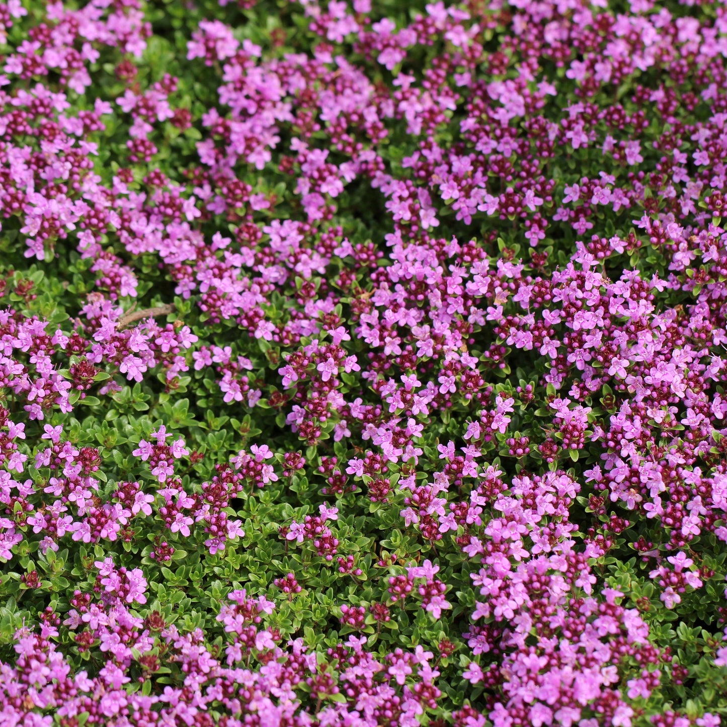 BULK 1,200 Creeping Thyme Magic Carpet Seeds (Thymus Serpyllum) Seeds