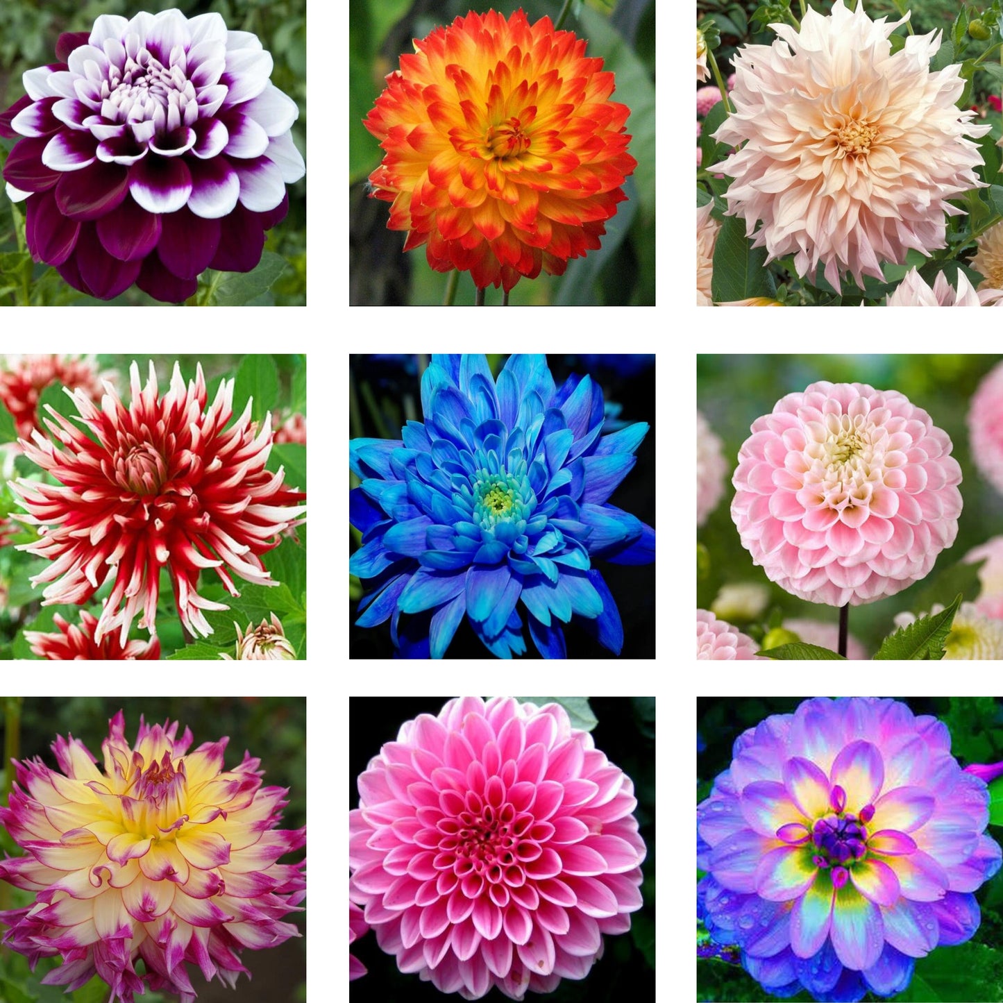 50Pcs Multi Color Dahlia Flower Seeds