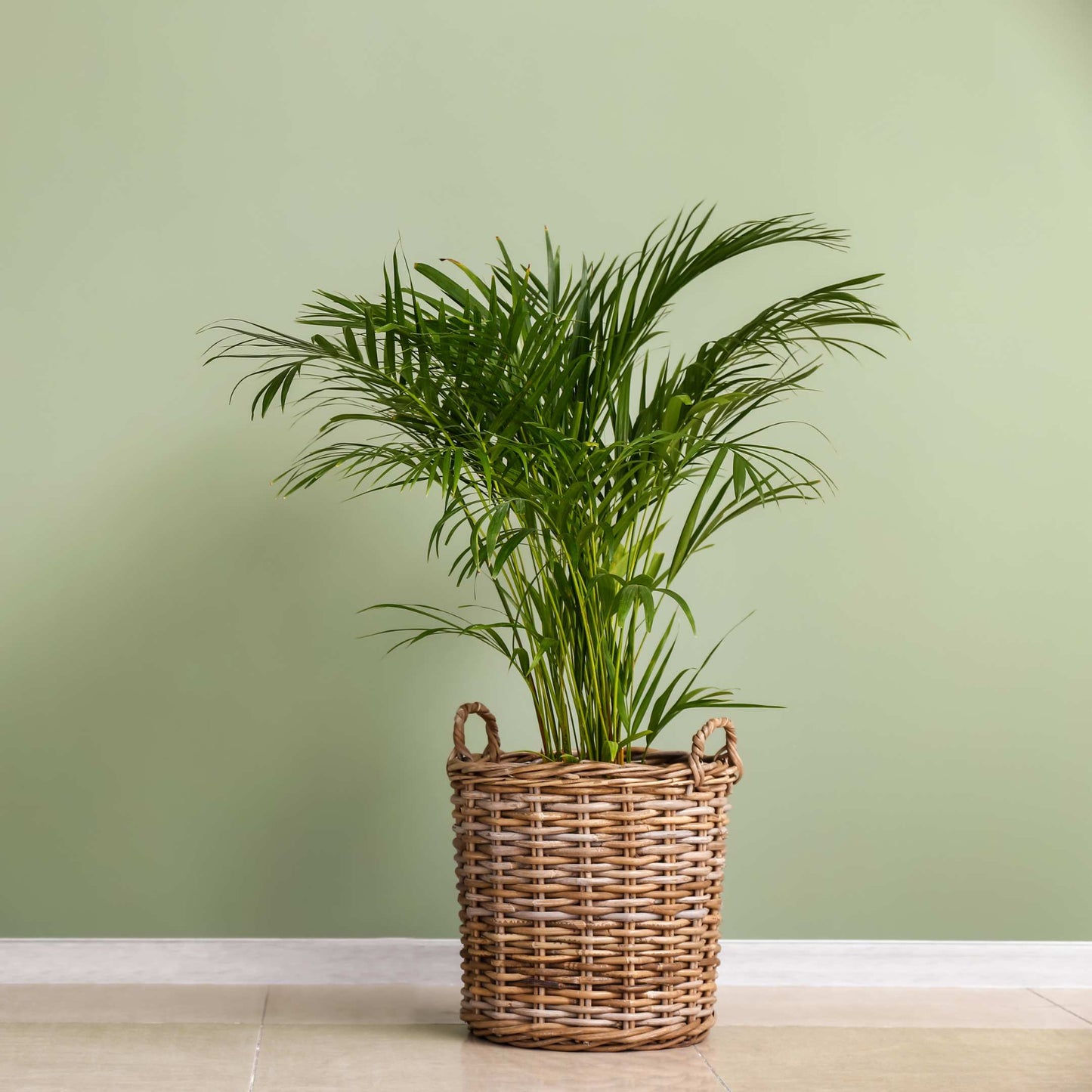 20Pcs Areca Palm Tree Seeds