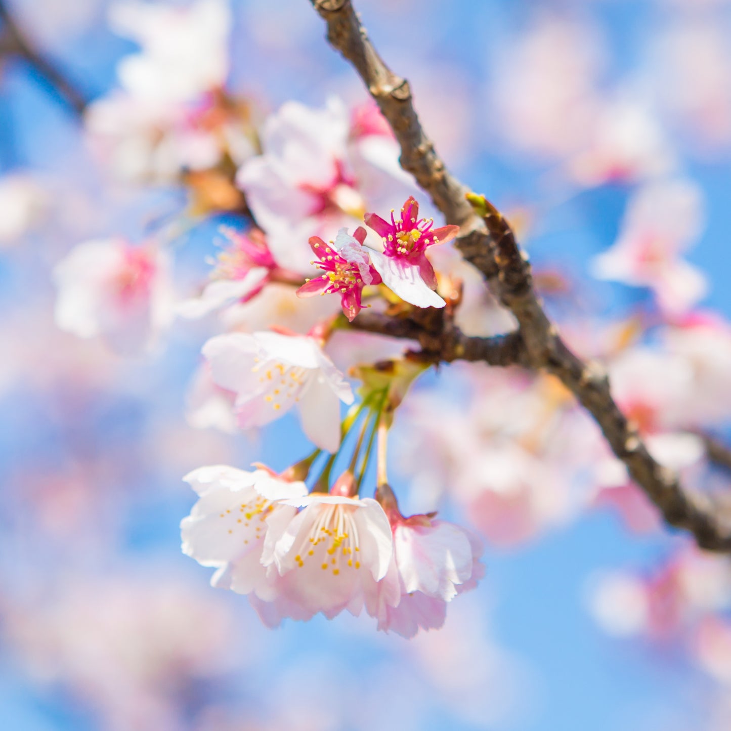 Organic Japanese Sakura Cherry Blossom Plant Seeds