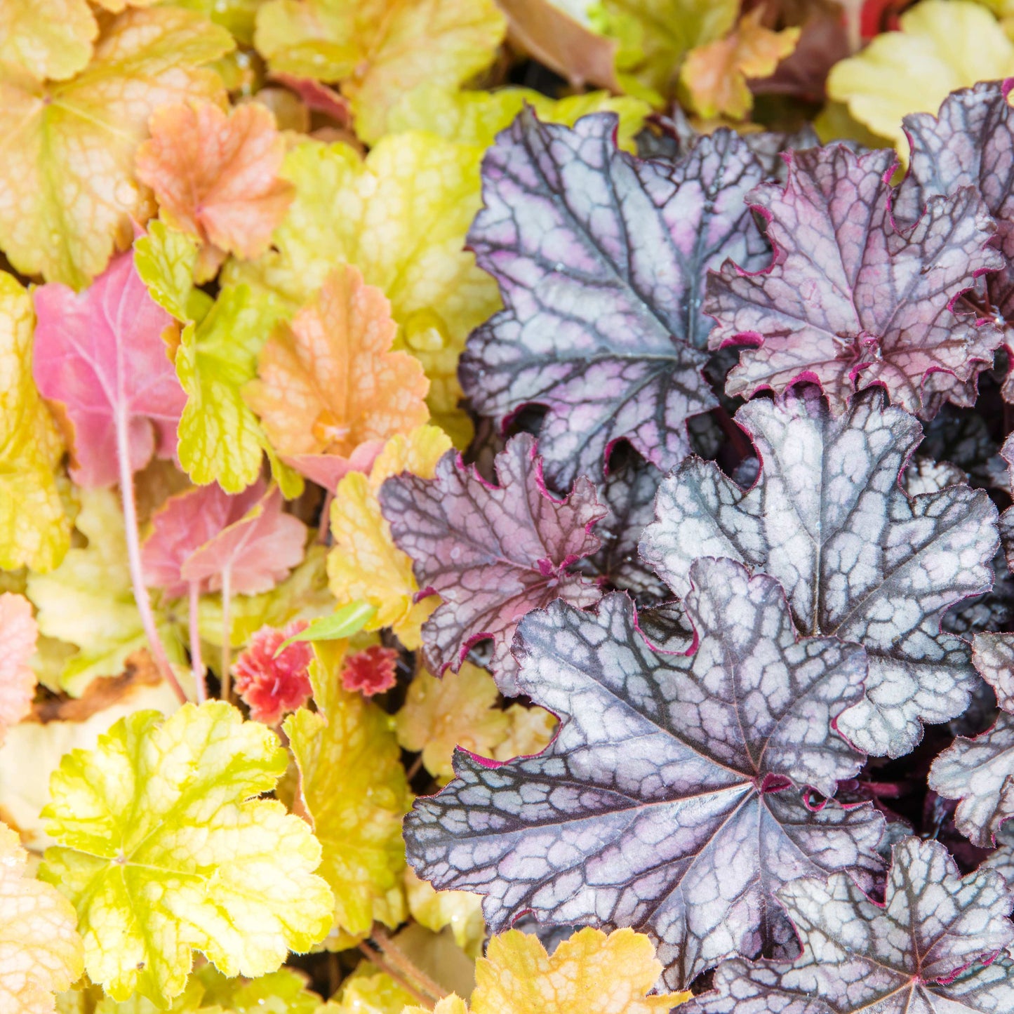 20Pcs Coral Bells (Heuchera Americana) Flower Seeds