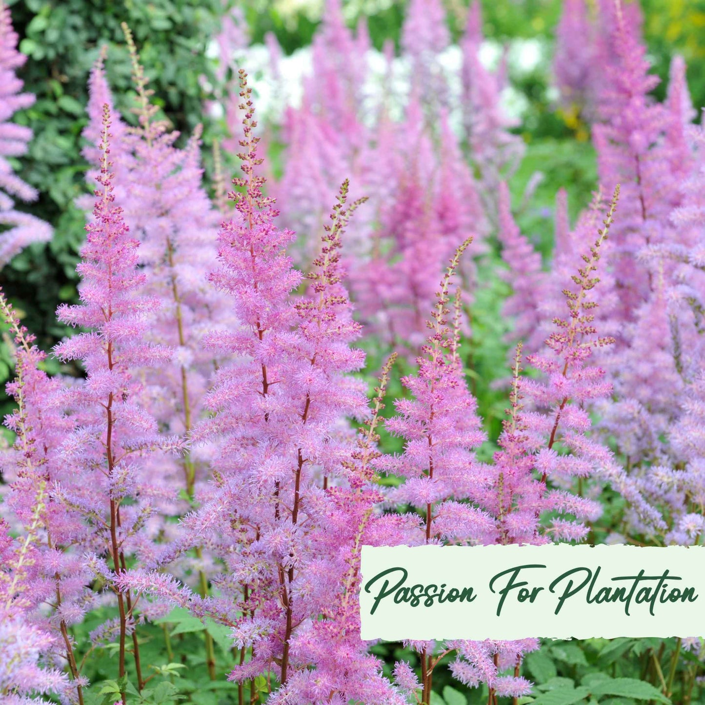 Astilbe Bunter Mix Flower Seeds (Astilbe Arendsii Bunter)
