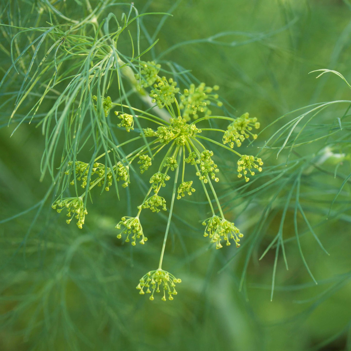 Organic Dill Seeds