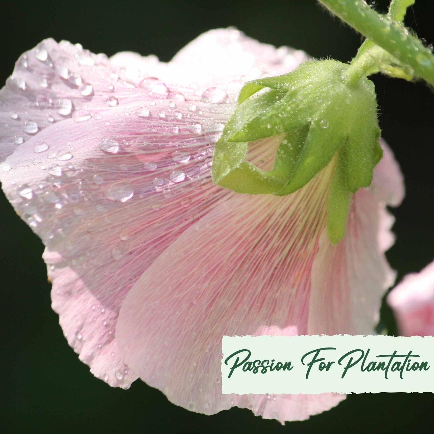 50Pcs Peach Colored Hollyhock Seeds