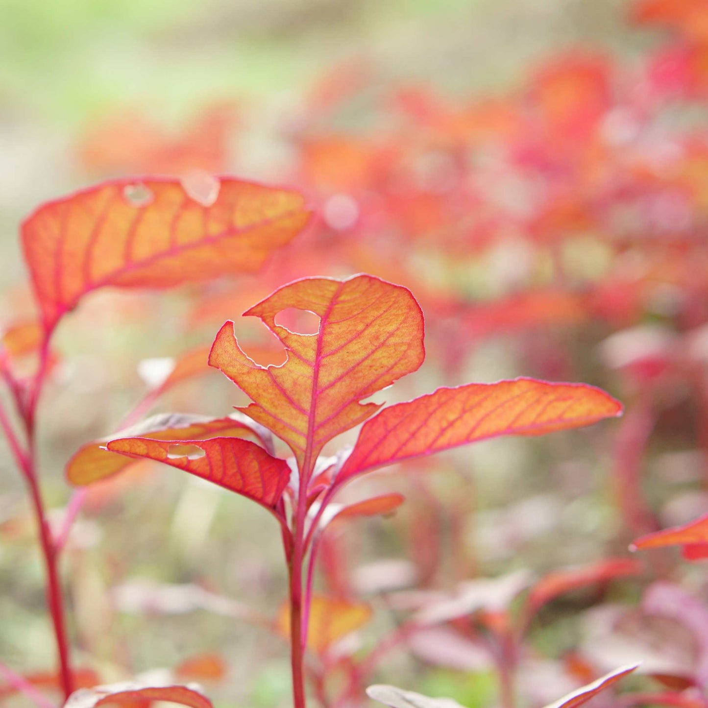Organic Red Spinach Seeds